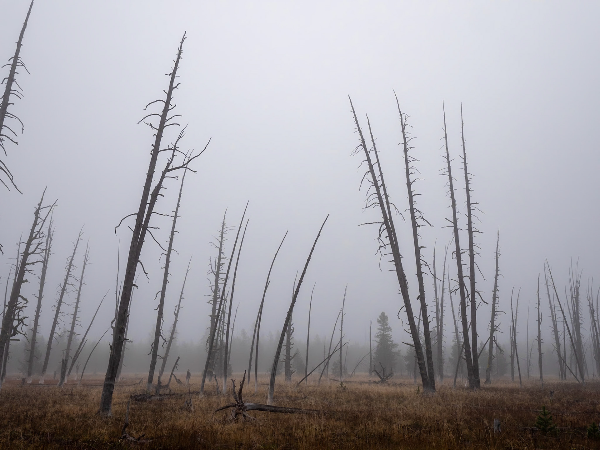 P1124378 Yellowstone National Park