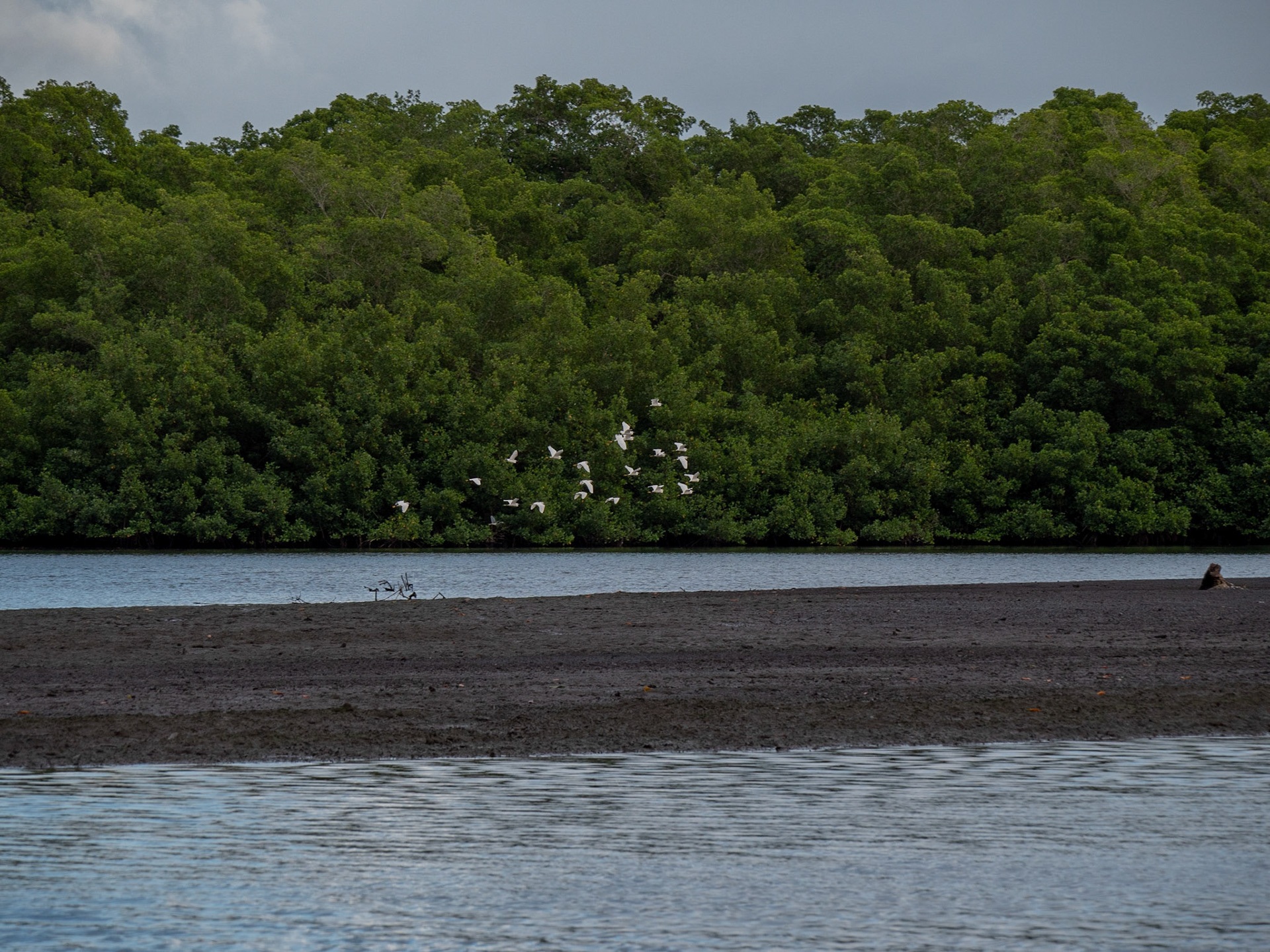 P1054471 Caroni Bird Santuary