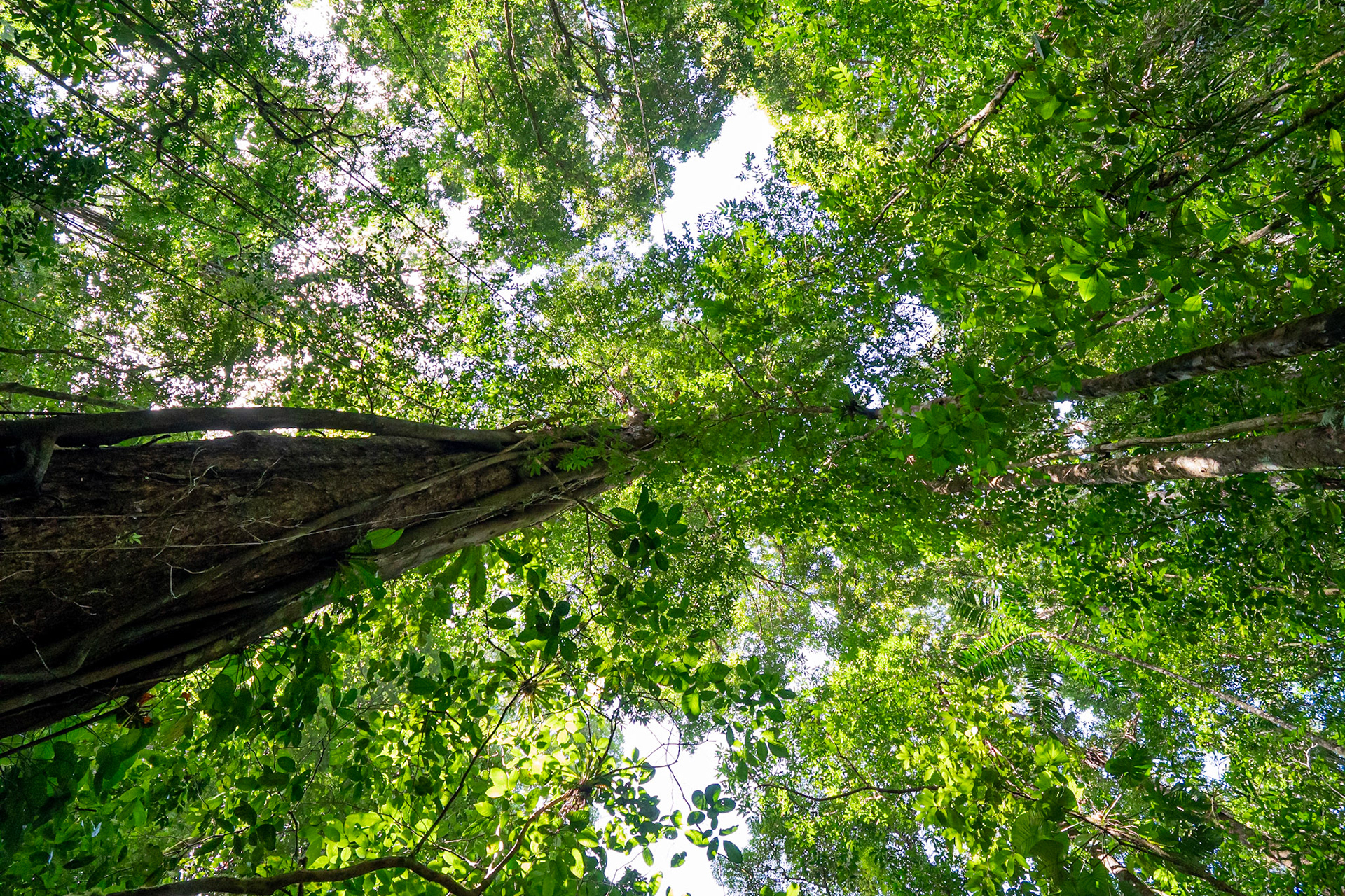 P1070336 The foliage goes way up