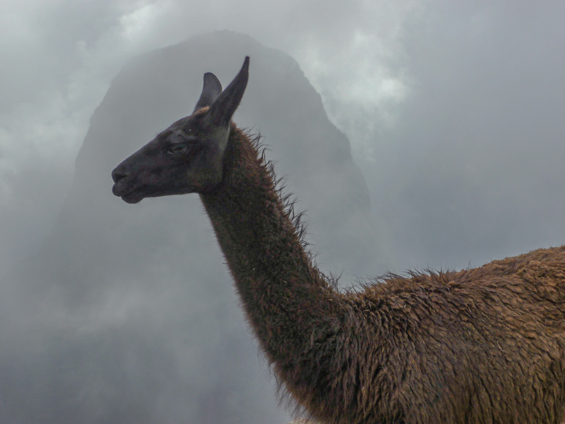 P1090051 Machu Picchu LLama