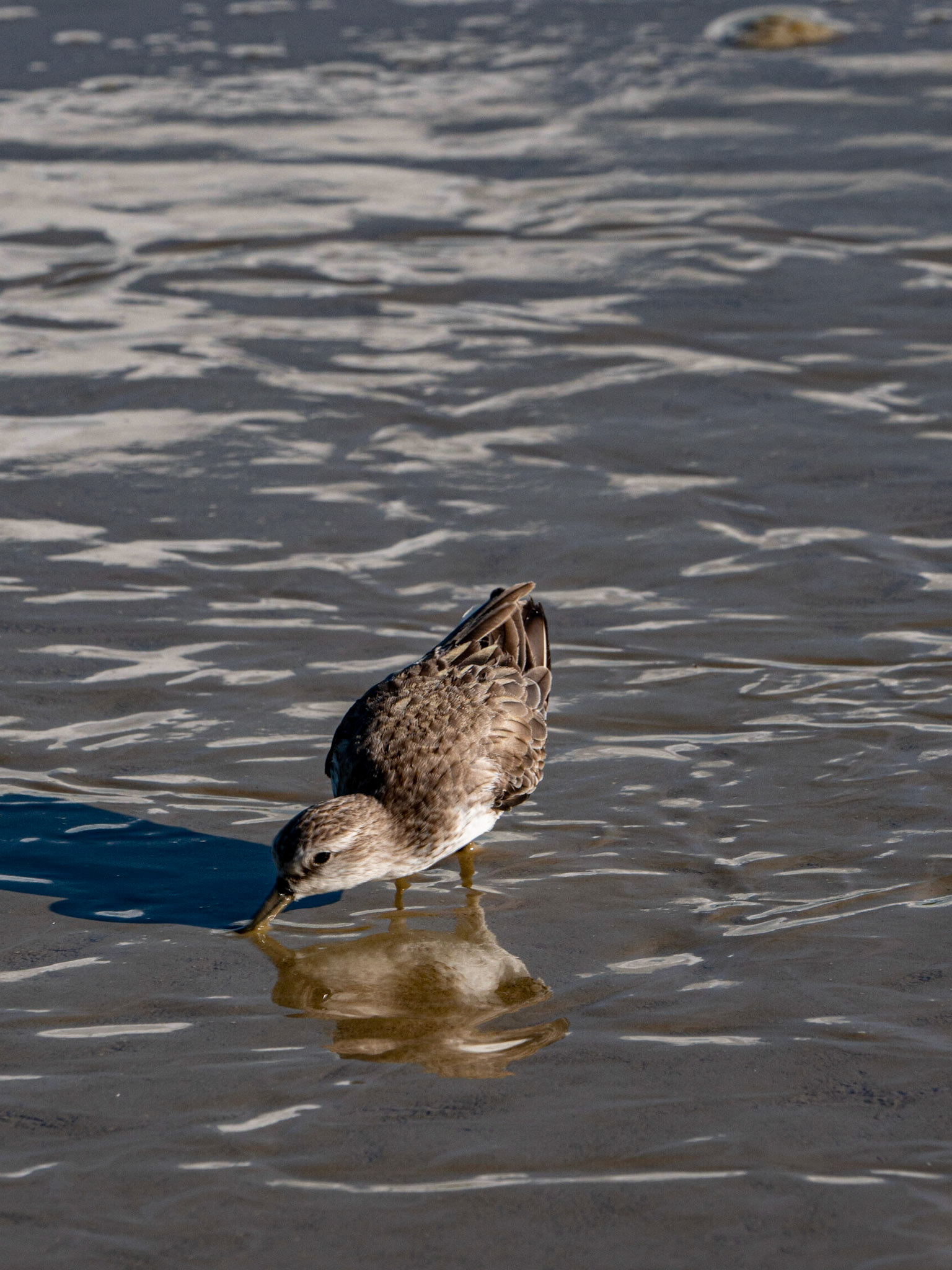 P1067179 Sandpiper