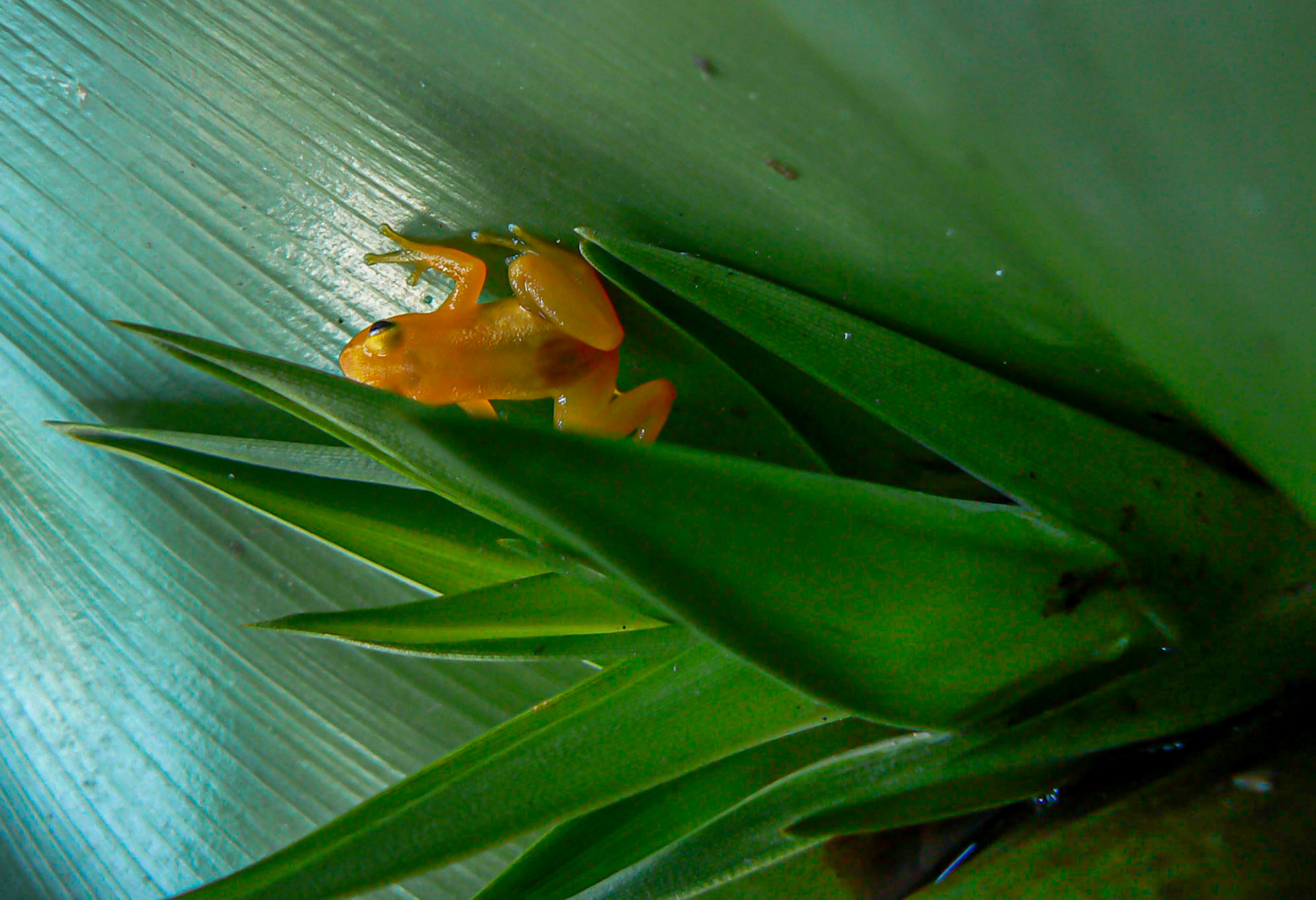 P1040773 Golden Tree Frog near Kaieteur Falls