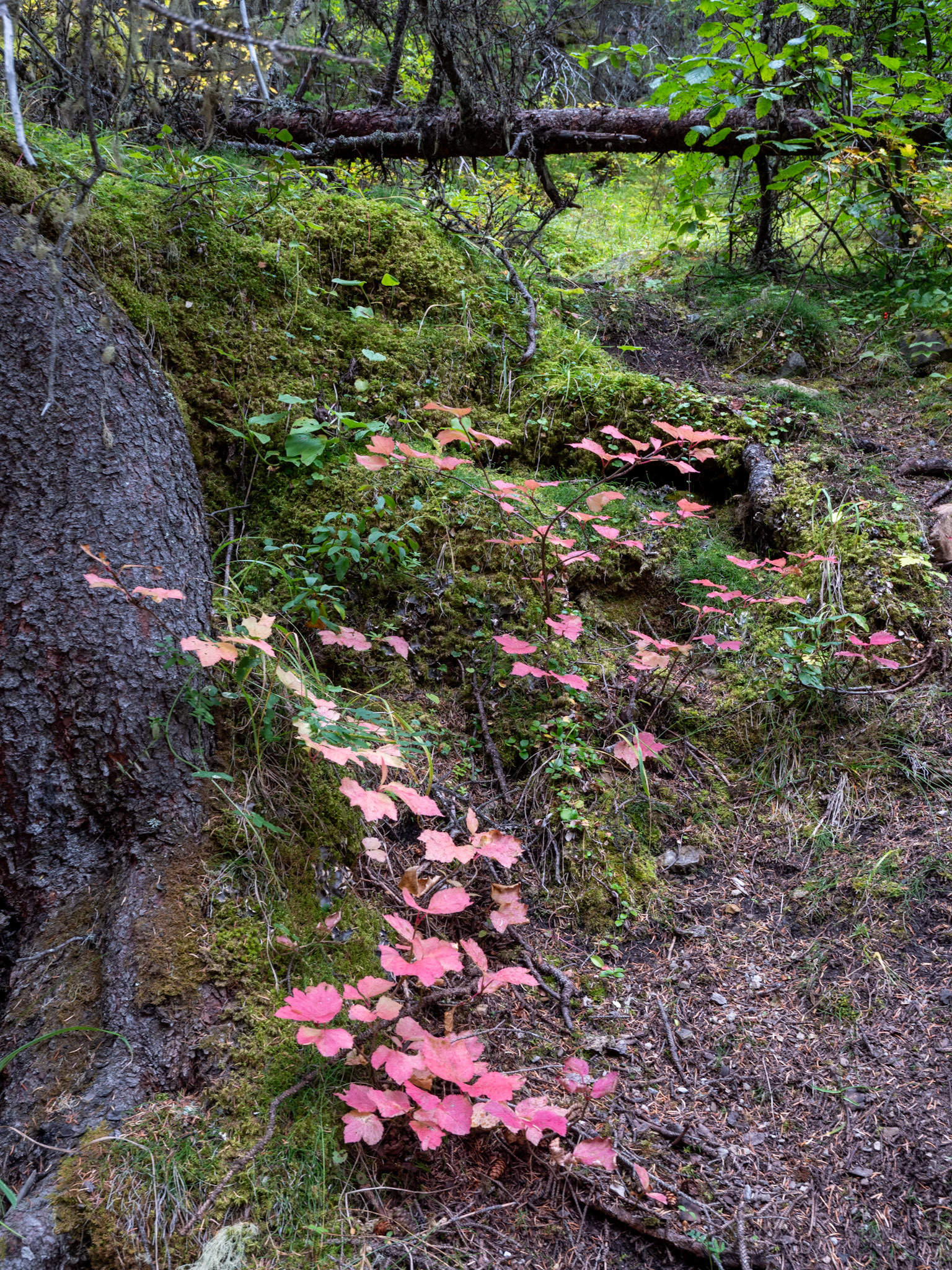 Miette Hot Springs