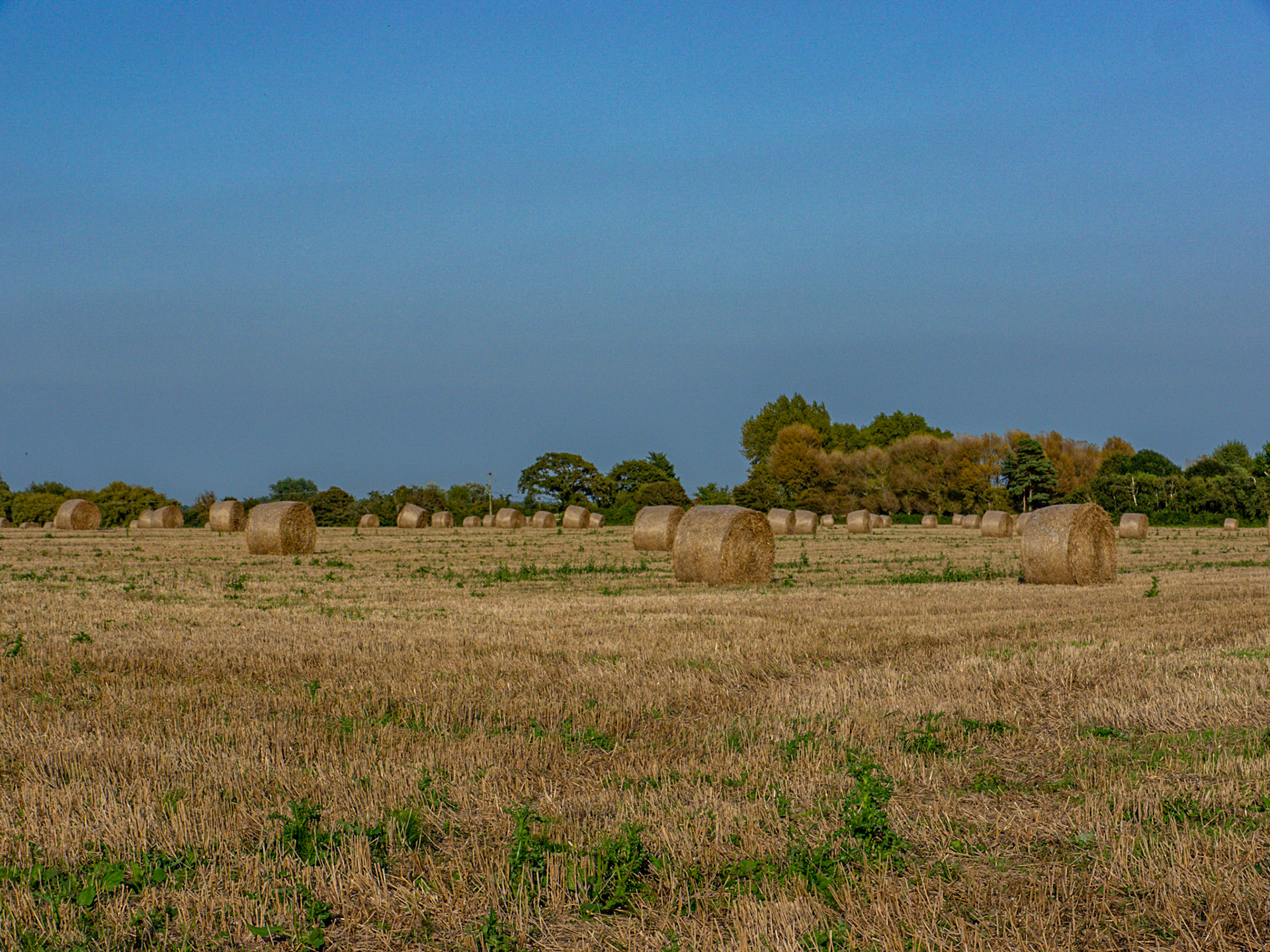 P1170331 A walk to a Windmill - rolled hay