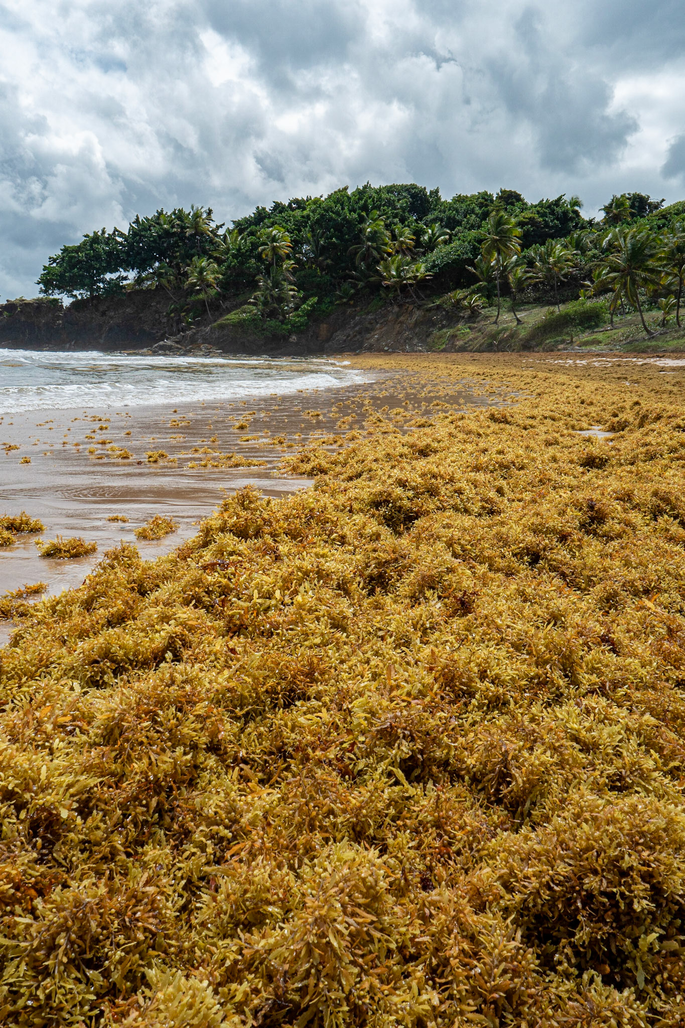 P1069100 Seaweed washed ashore