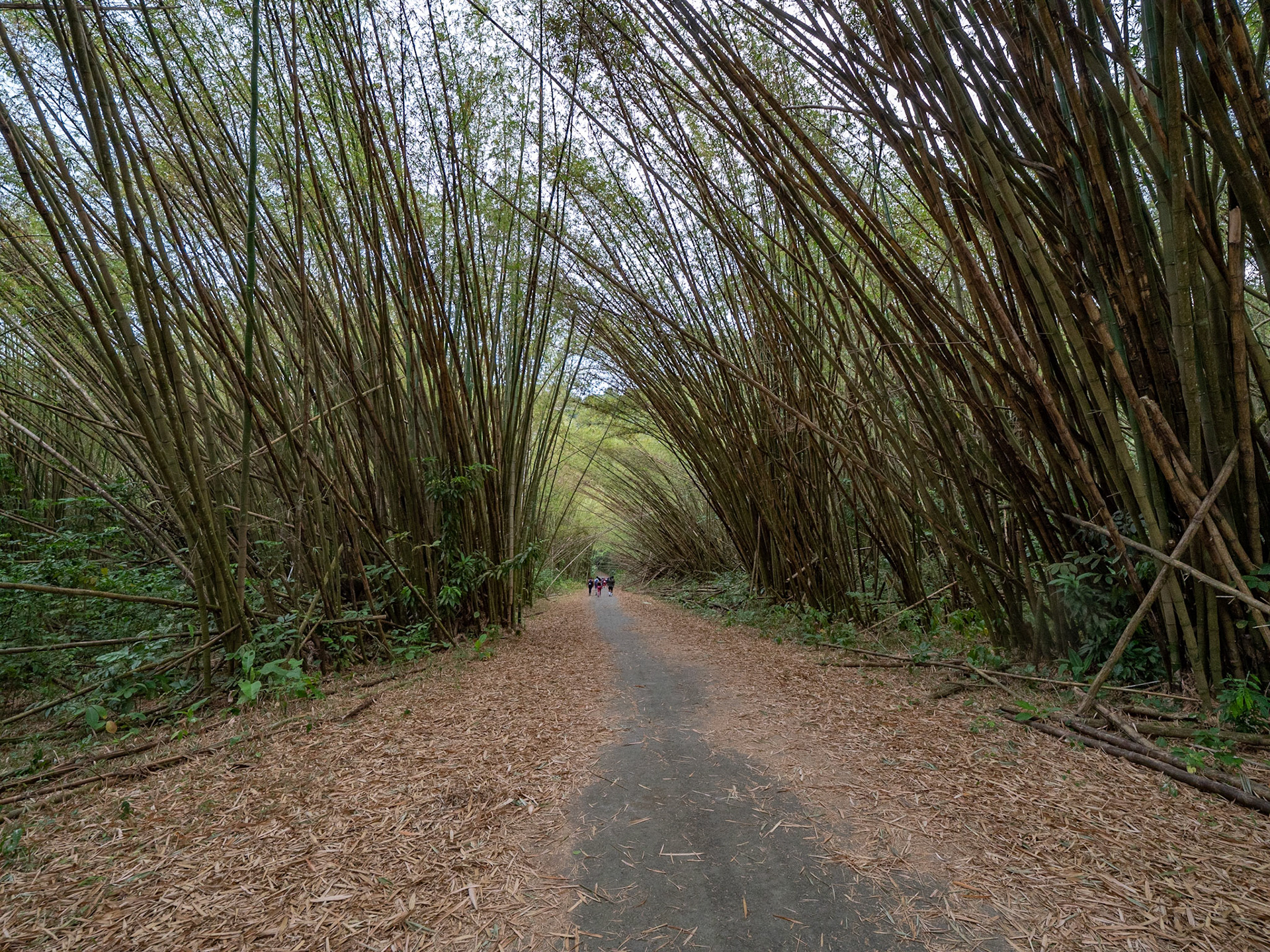 P1110191 Bamboo Cathedral
