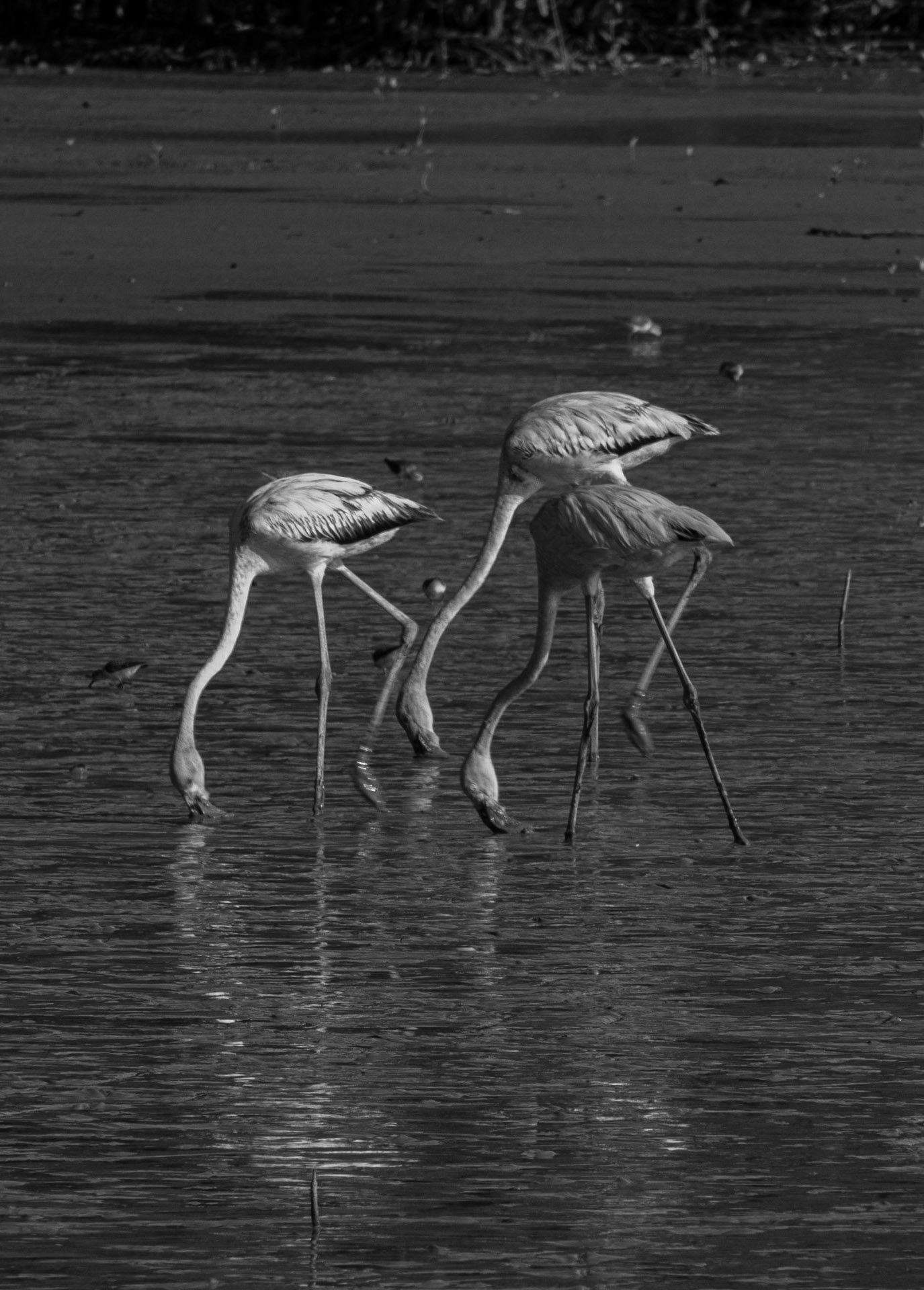 P1067146 How will flamingos look without their colour, yep black and white.