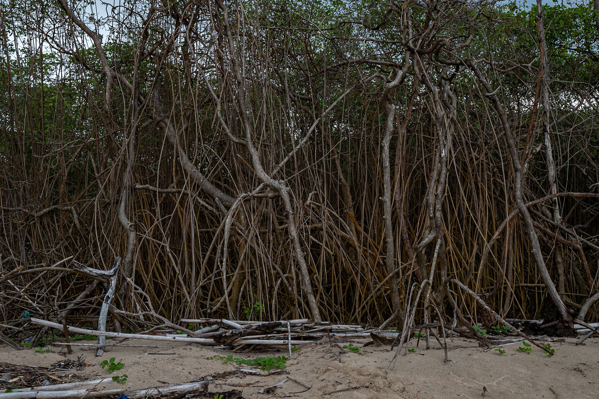 P1072371 The mangrove roots are determined to find the soil