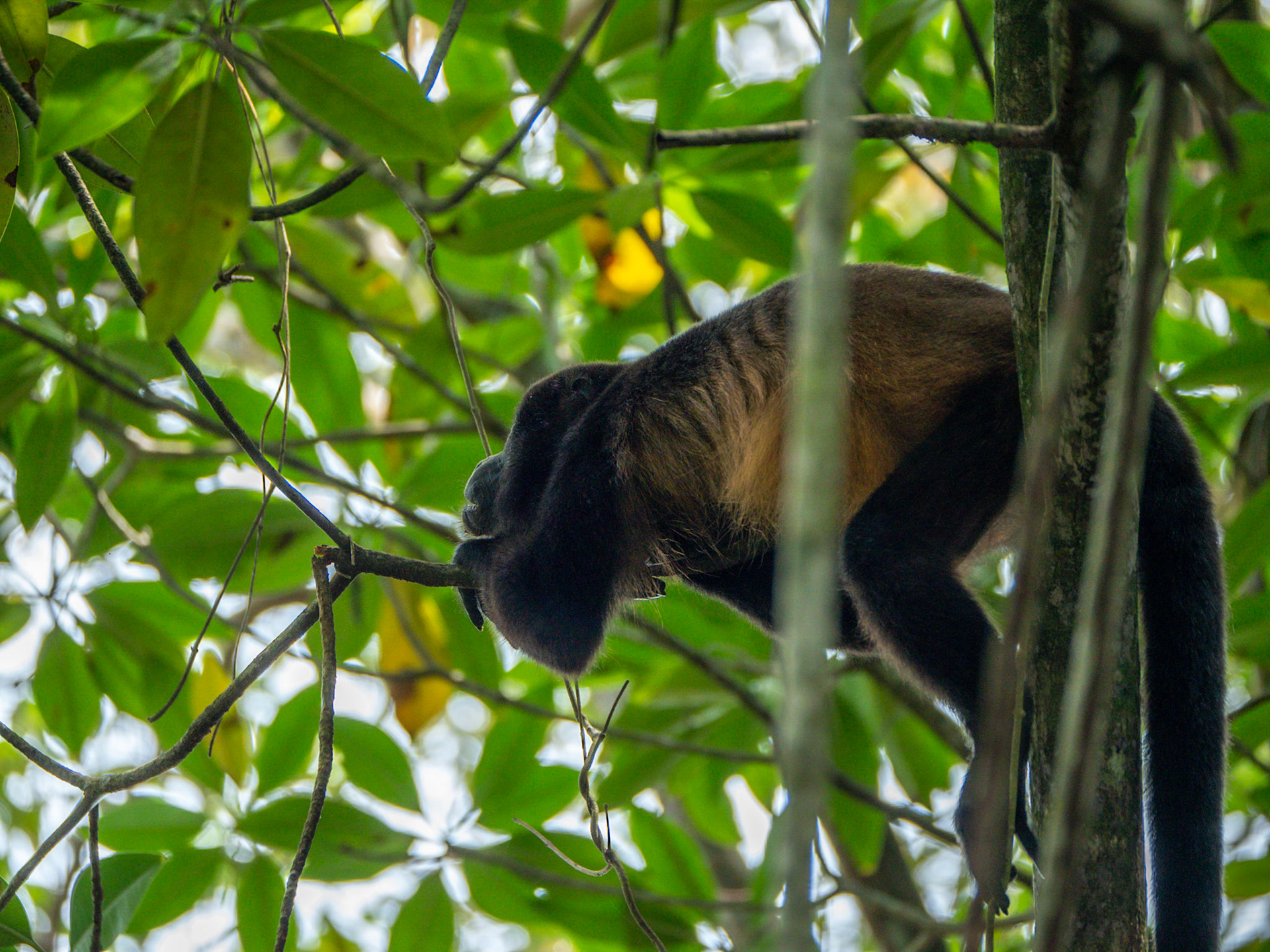 P1024962 Bocas del Drago - Red Howler