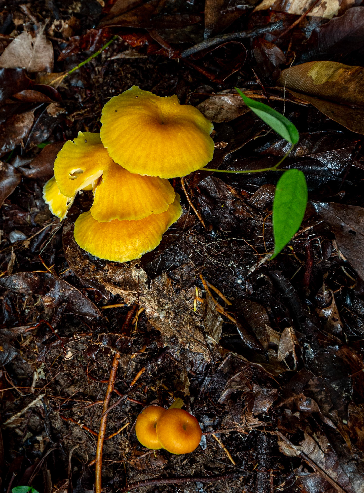 P1072287 Wild mushrooms on the trail back