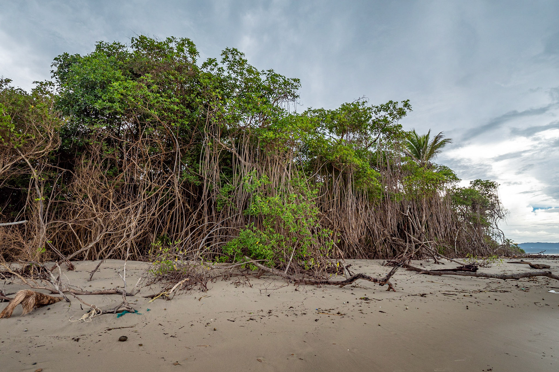 P1072349 Roots of the mangrove trees reach down to the sand