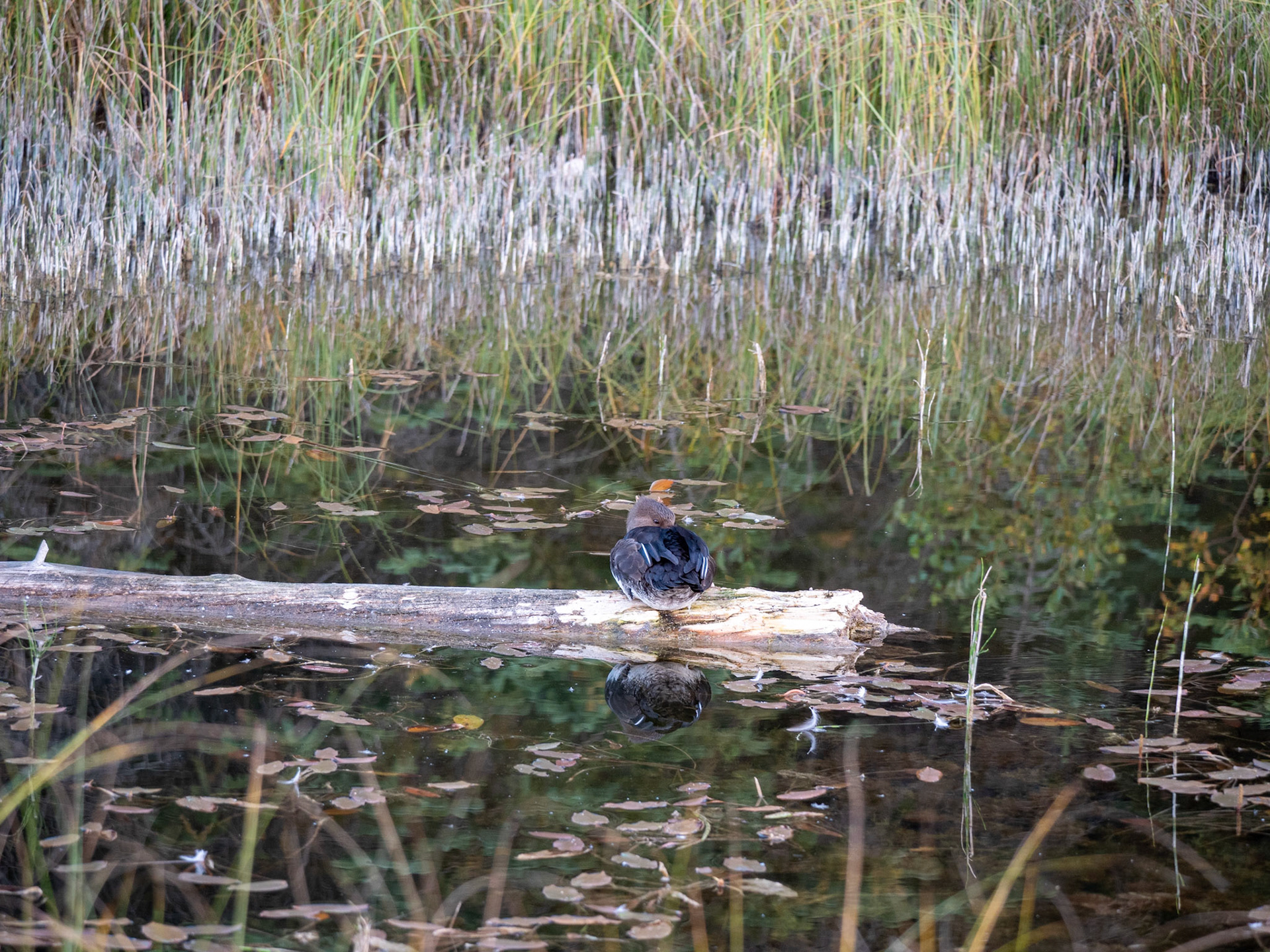 Beaver Boardwalk Hinton