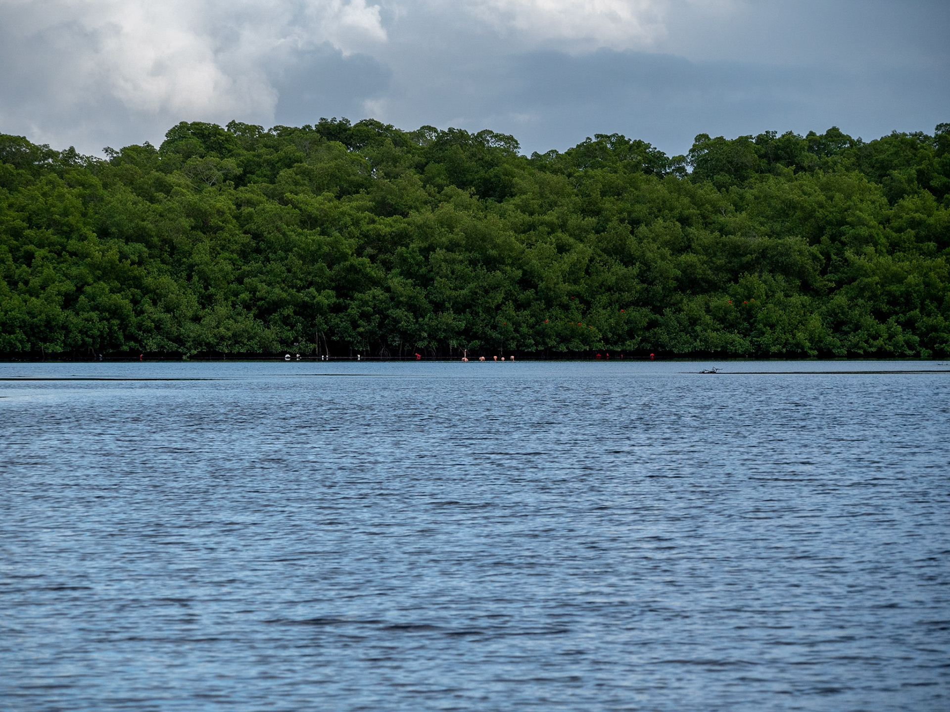 P1054379 Caroni Bird Santuary