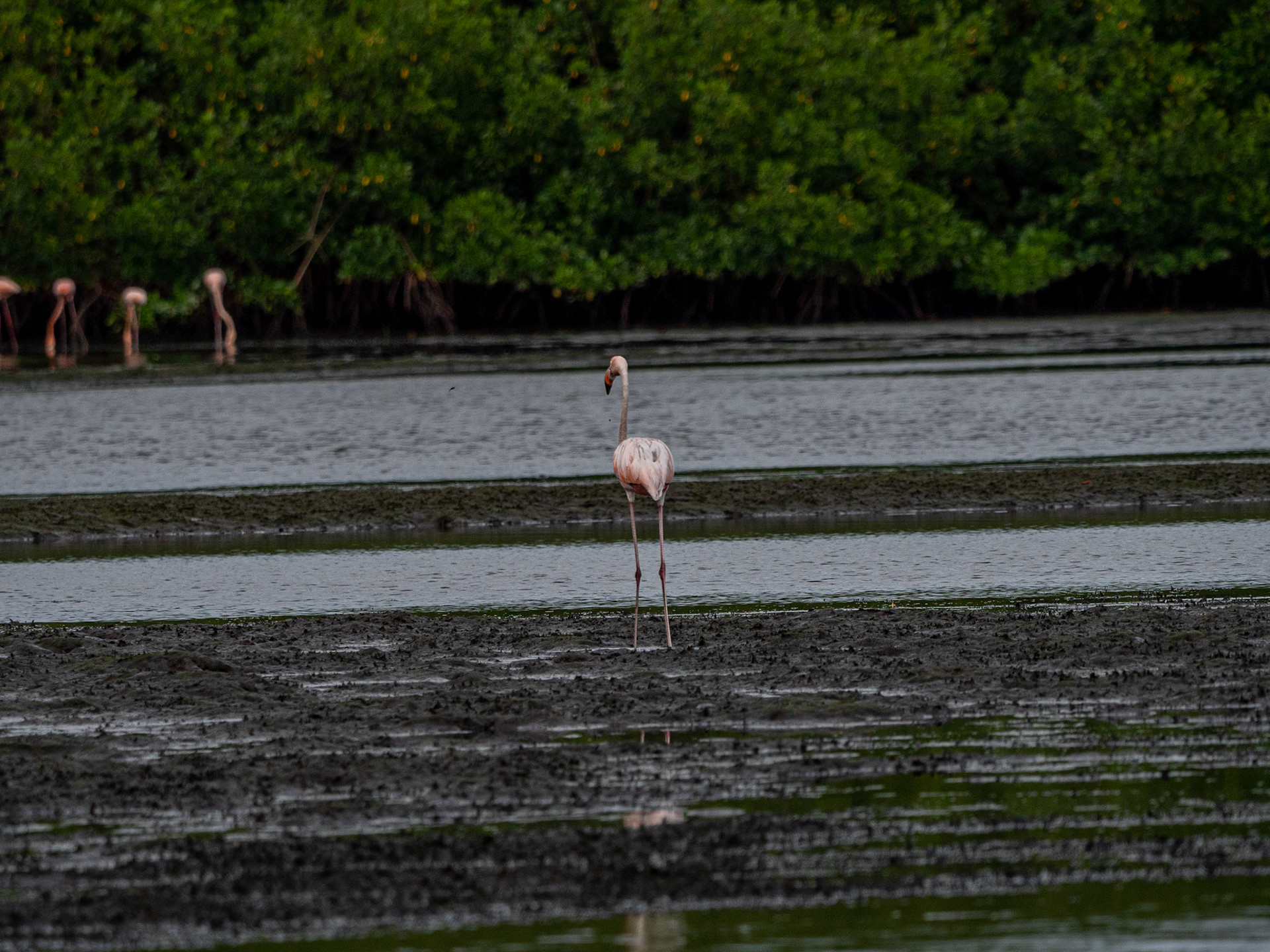 P1054392 Caroni Bird Santuary