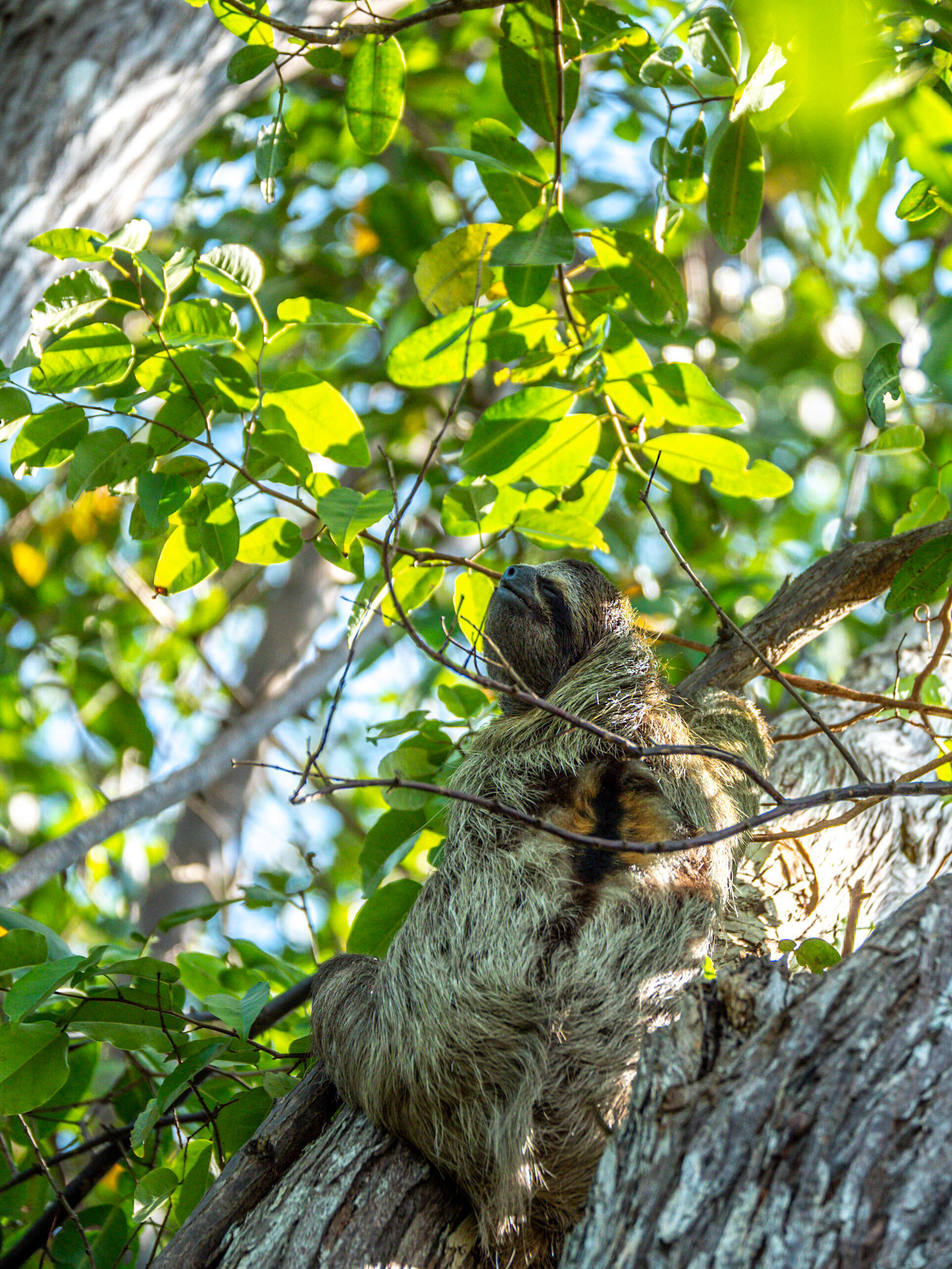 P1024888 Cayo Coral - Tree Sloth