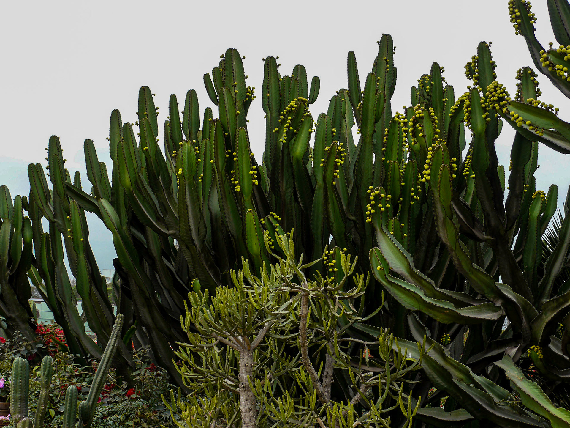 P1080524 Lima