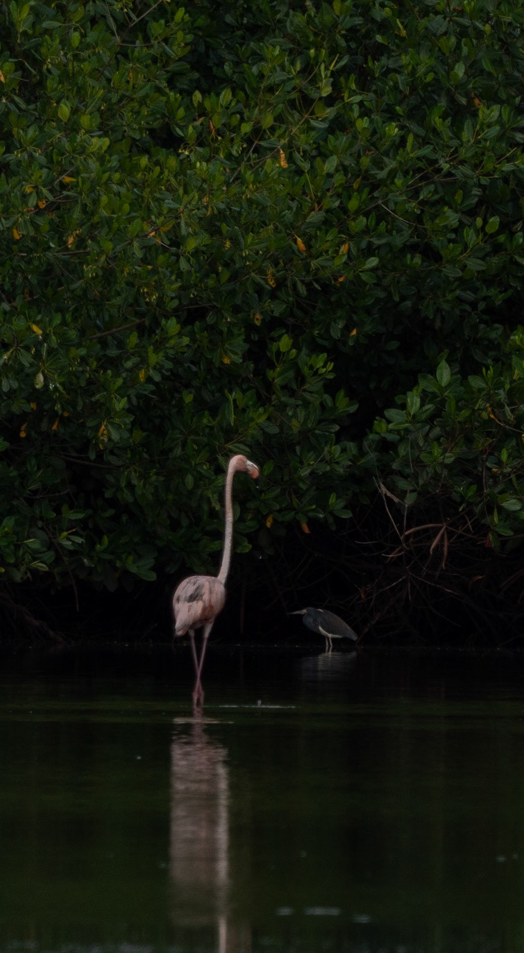 P1054463 Caroni Bird Santuary