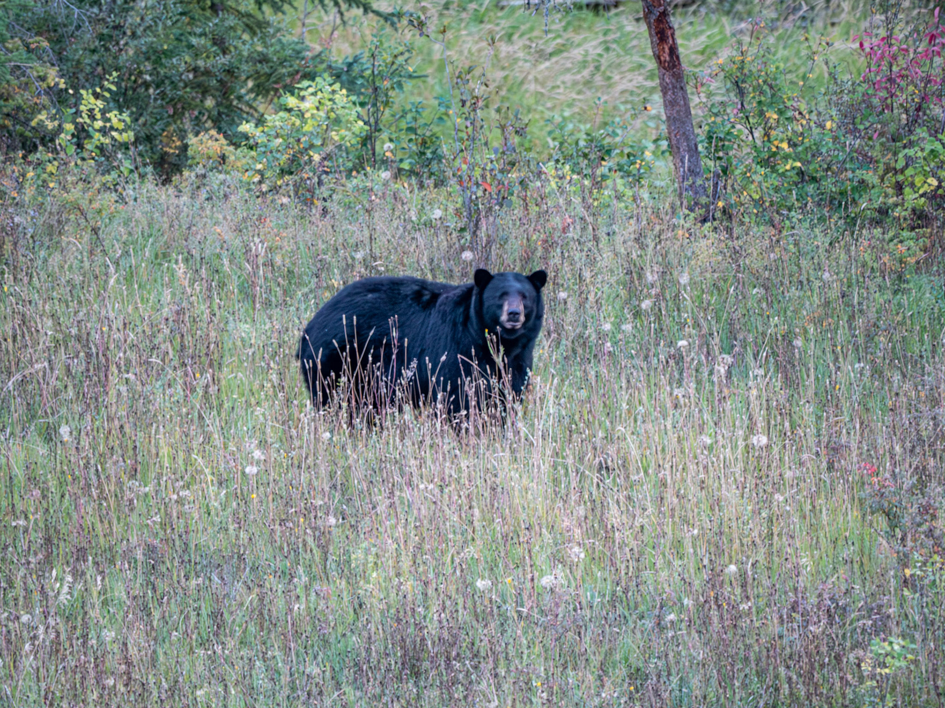 Adult Black Bear off Cariboo Highway