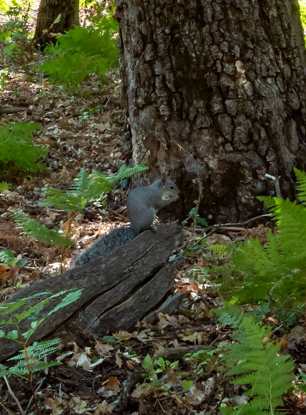 P1135425 Yosemite National Park