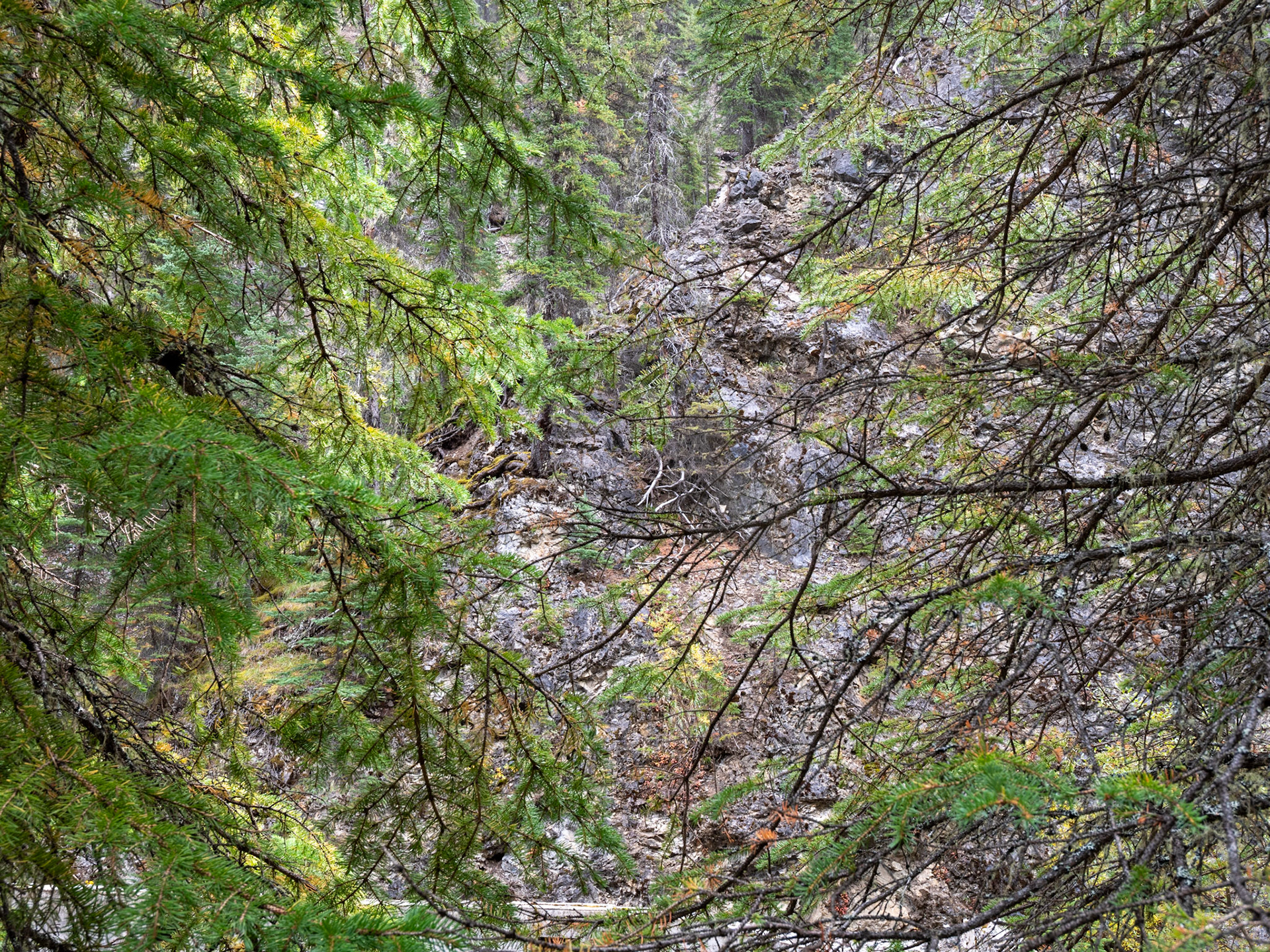 Miette Hot Springs