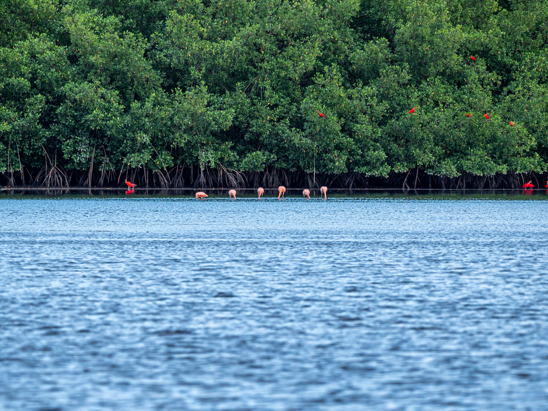 P1054380 Caroni Bird Santuary