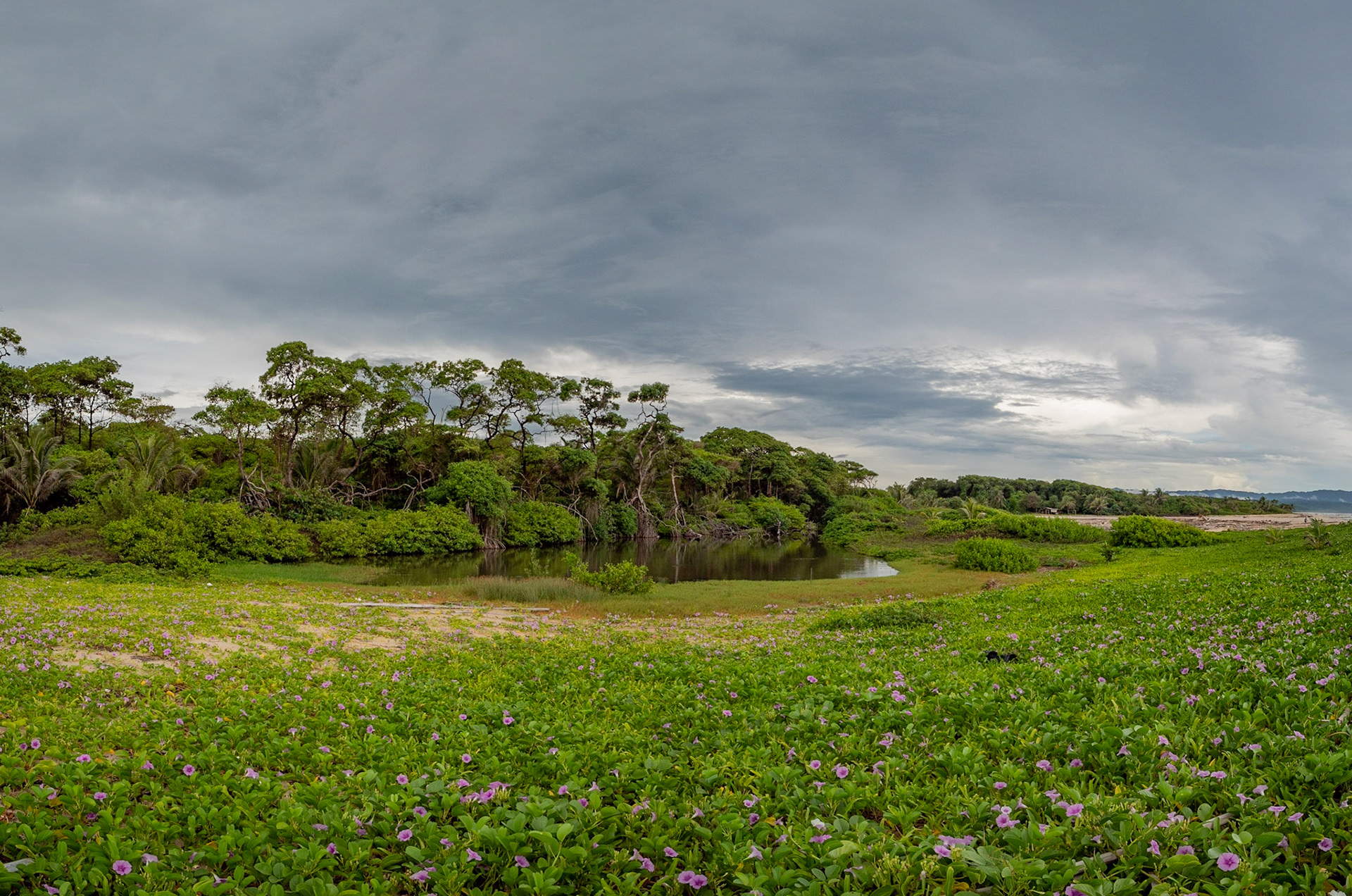 P1072381-Pano A field of flowers brightens the coastline