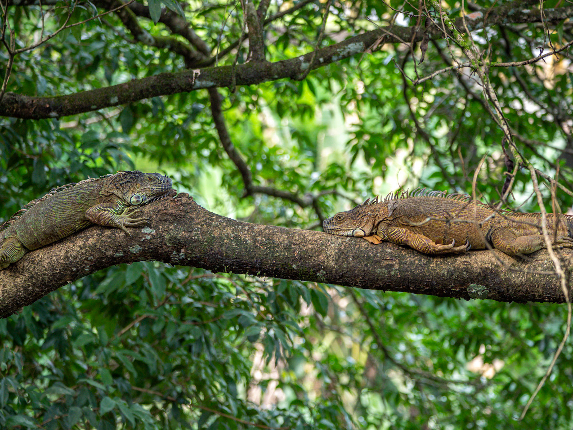 P1014213 Iguanas