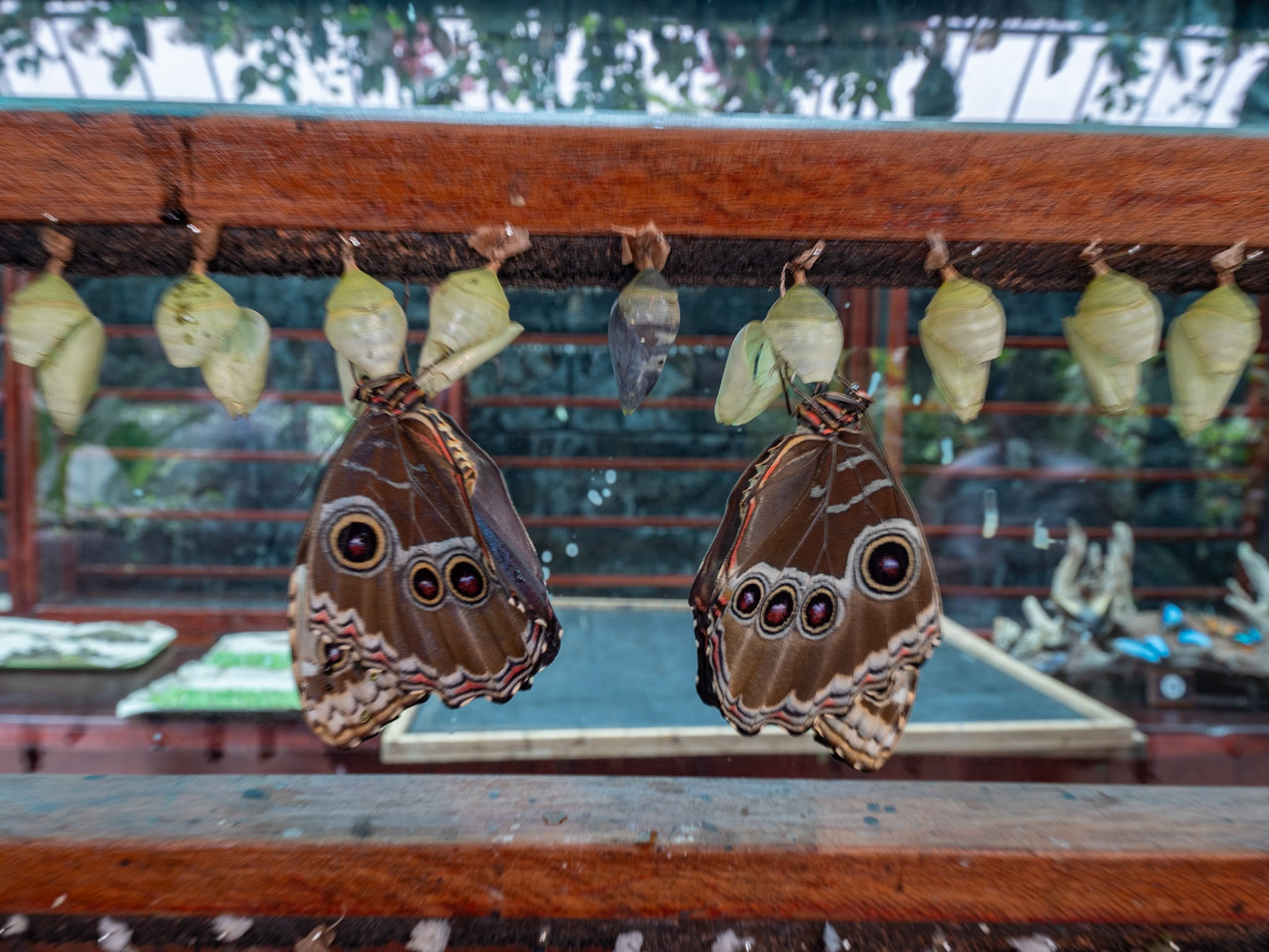 P1146438 Butterflies hatching
