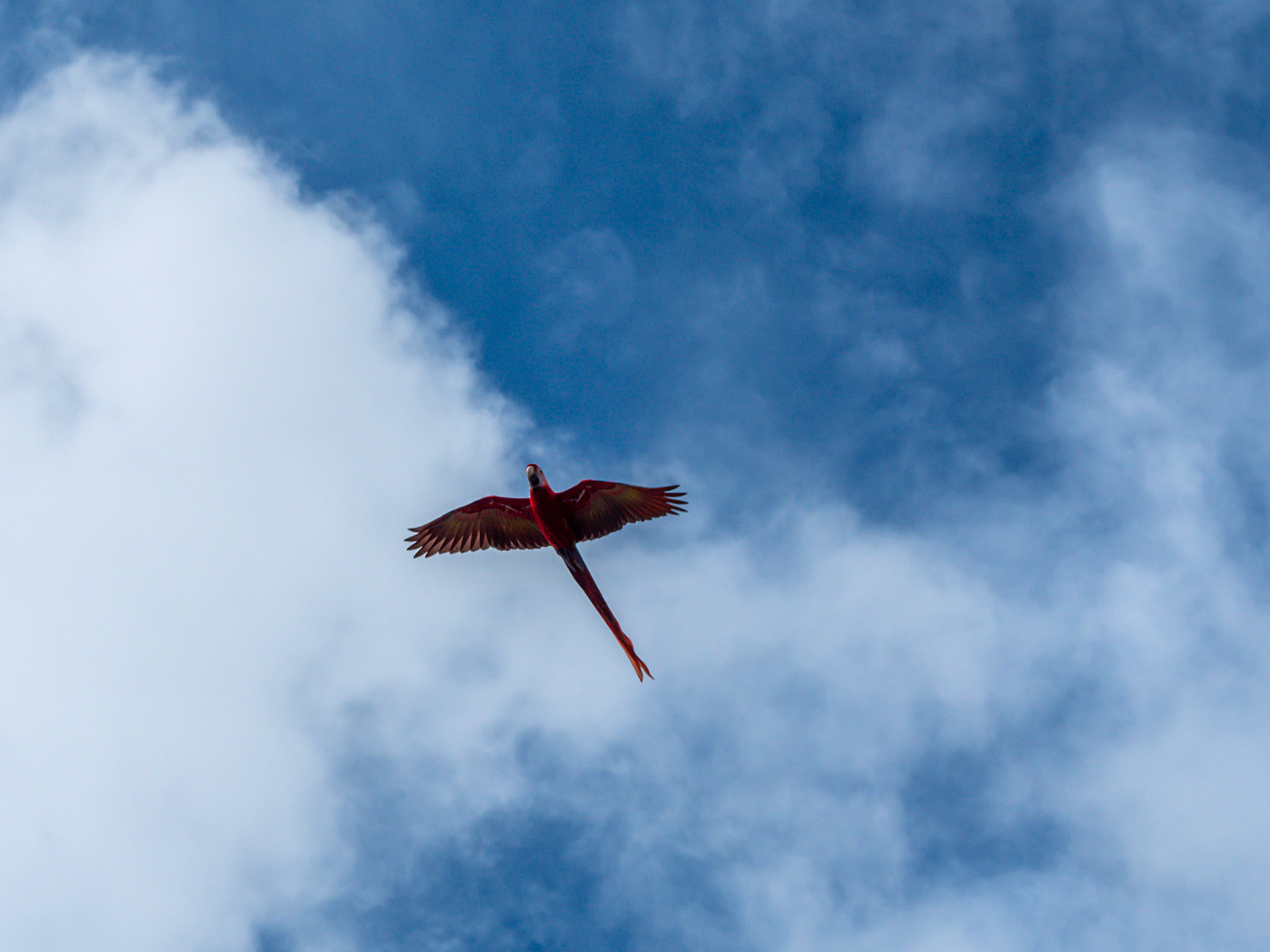 P1013950 Macaw in flight