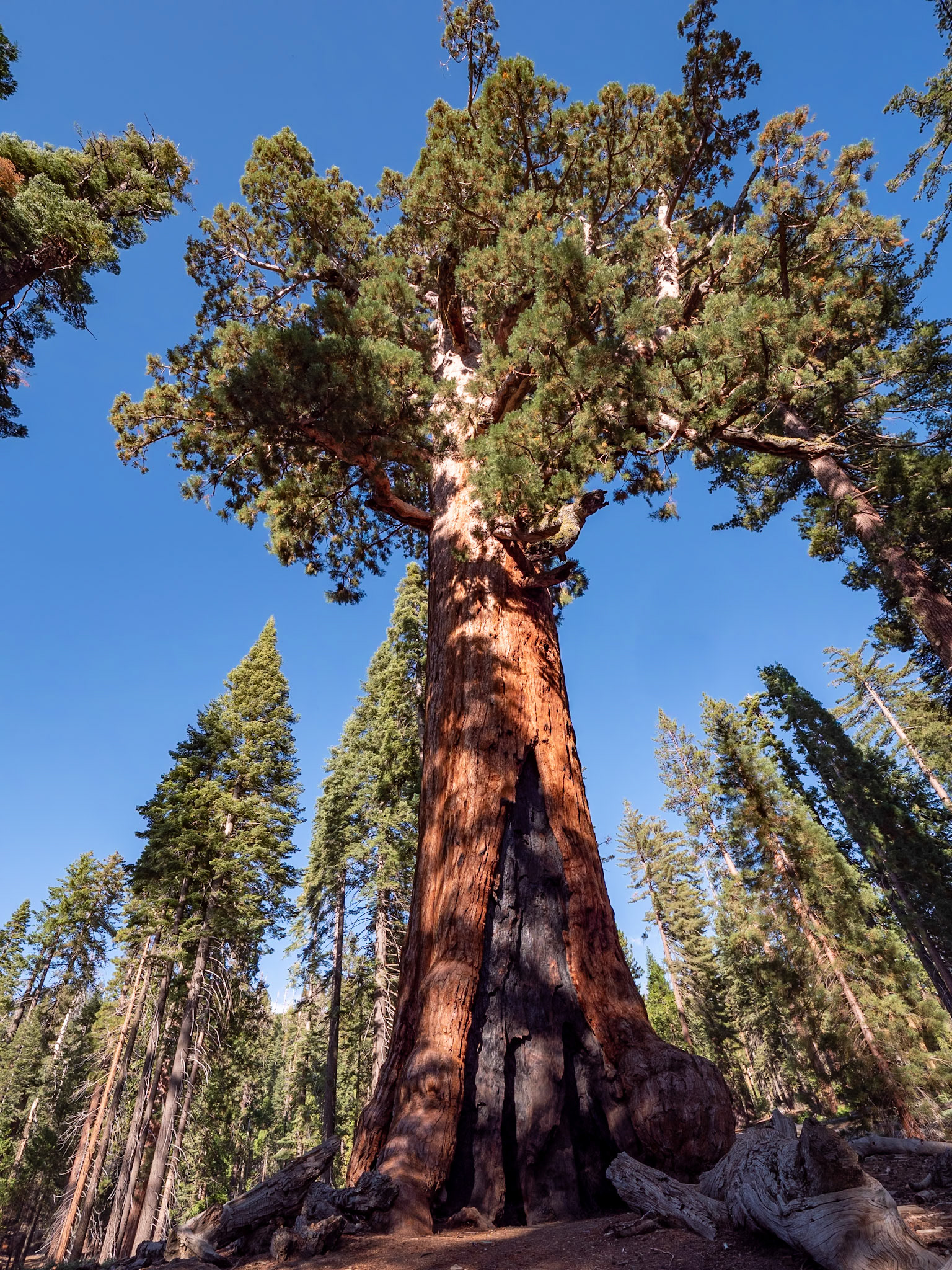 P1135528 Sequoia tree Redwood forest
