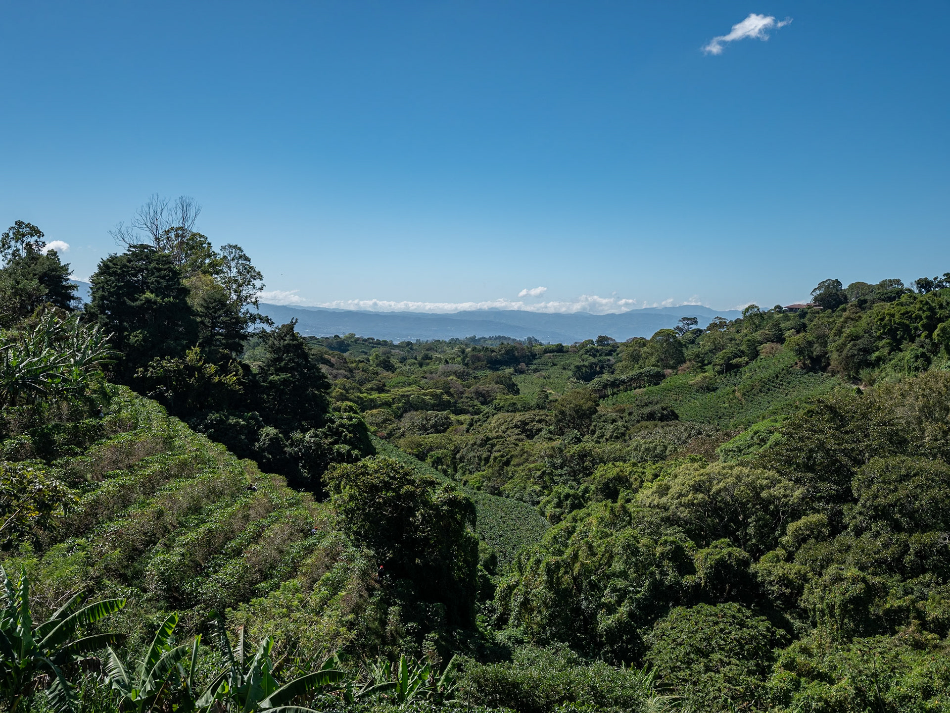 P1146414 View from the Coffee Farm