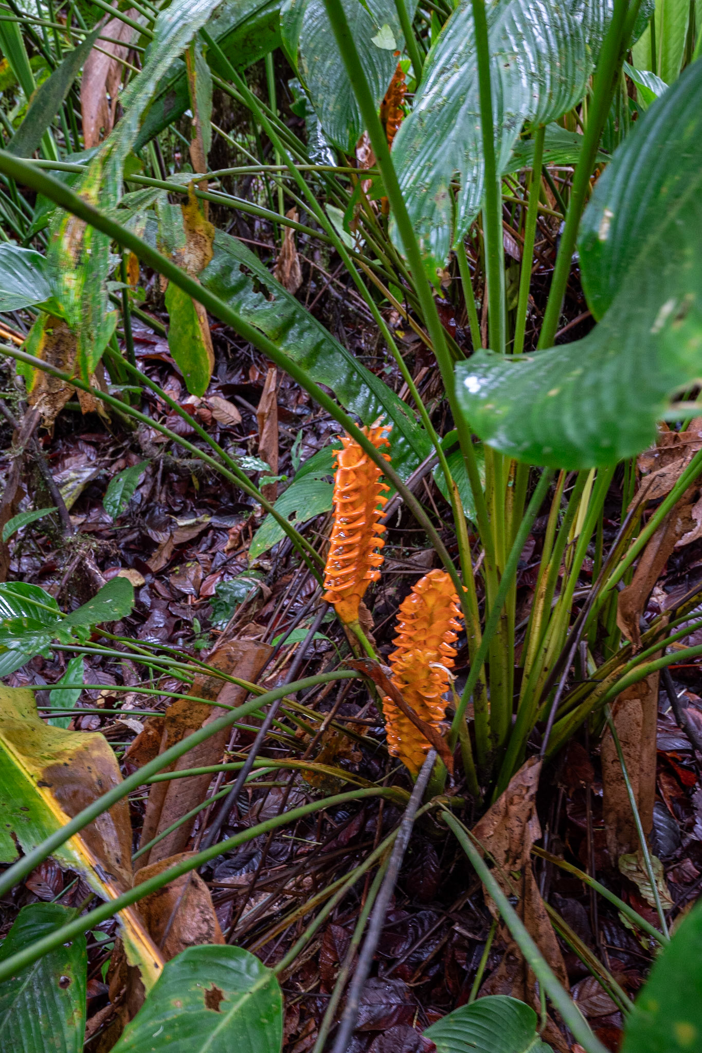 P1072592 Wild orange coloured lilies in the forest greets us as the steep trek uphill begins