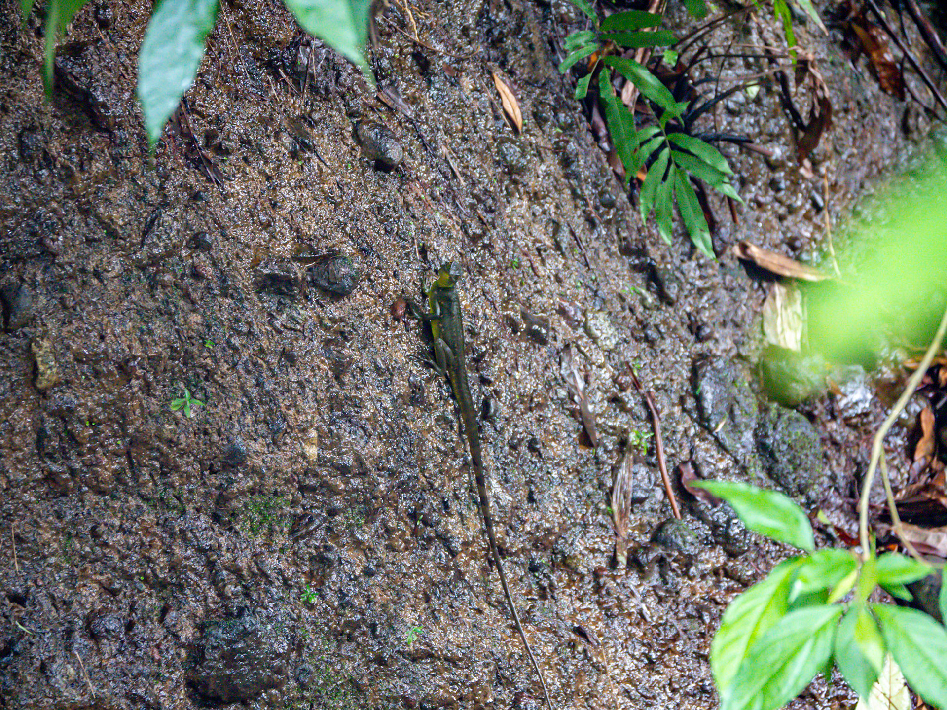 P1014427 La Fortuna a very small lizard