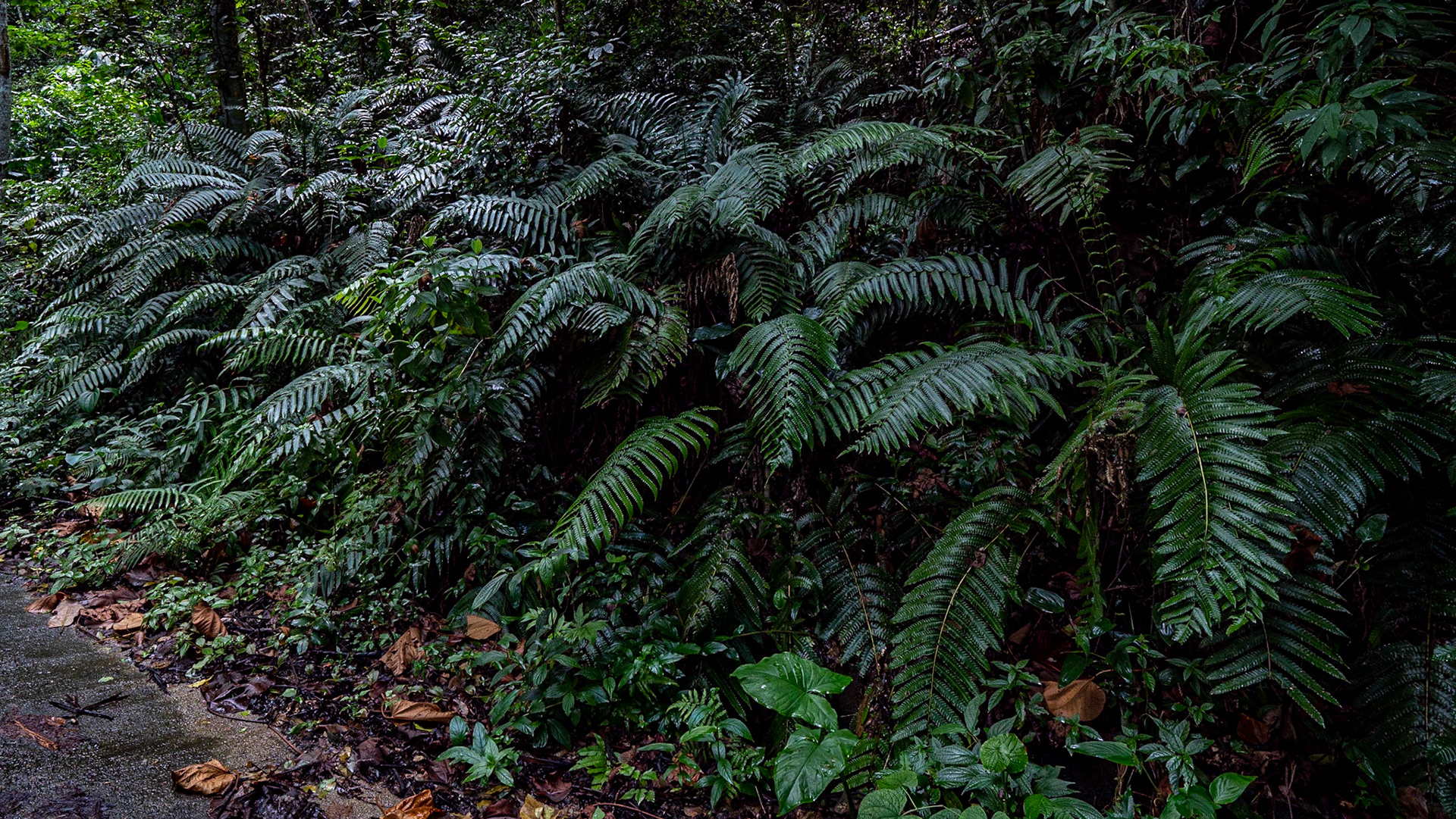 P1072206 Large ferns lines the road