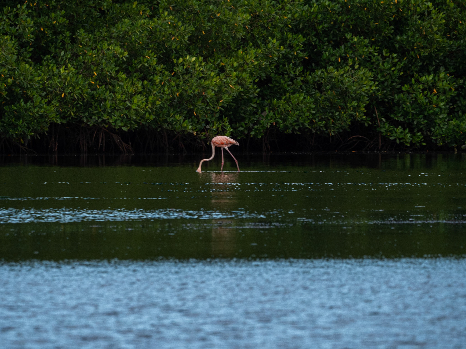 P1054448 Caroni Bird Santuary