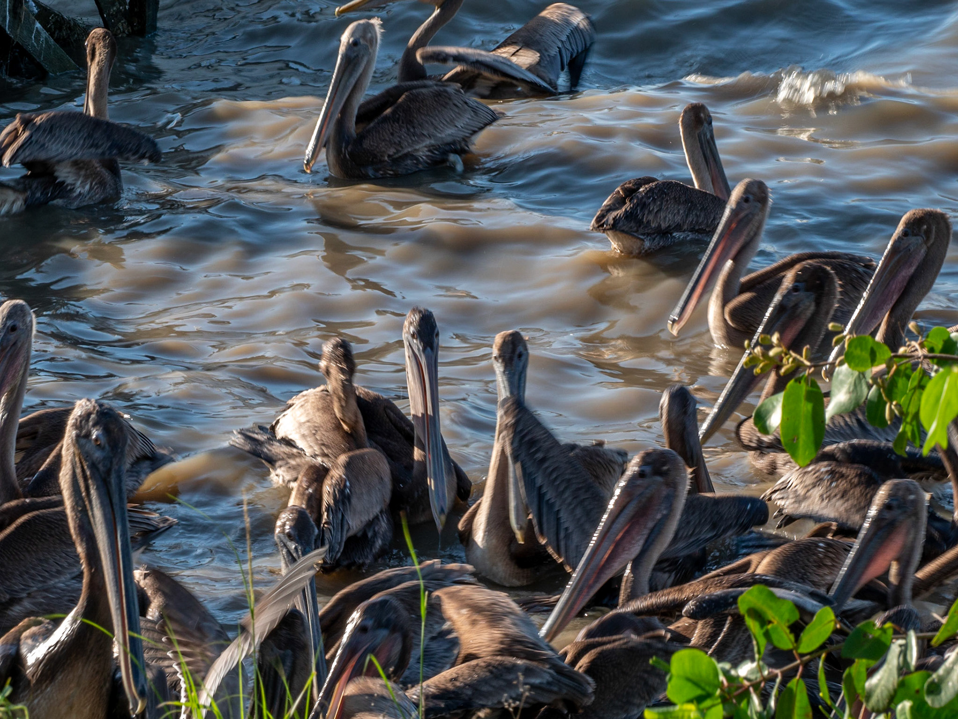 P1067447 Pelicans come together time