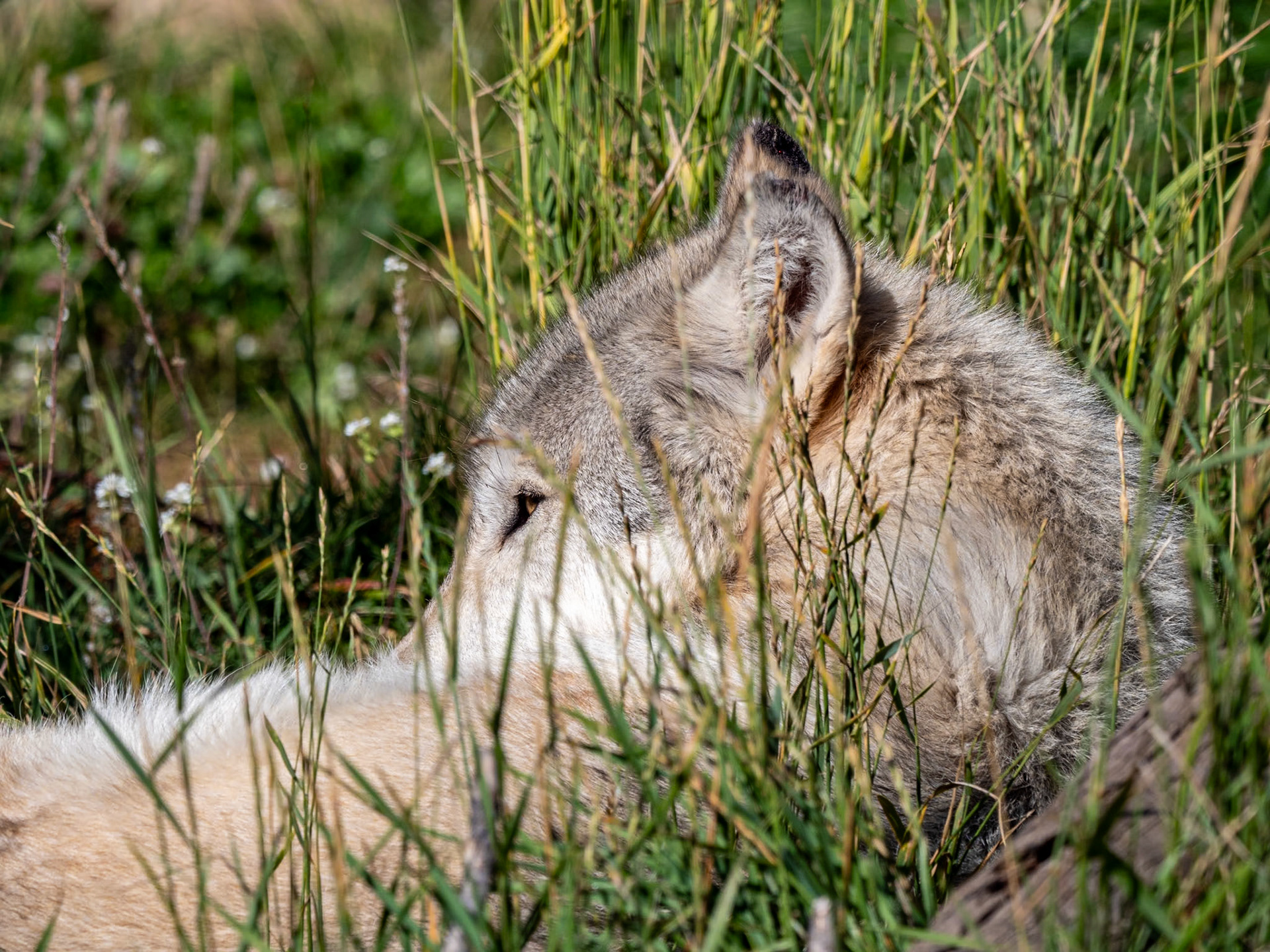 P1134840 Wolf at an animal reserve