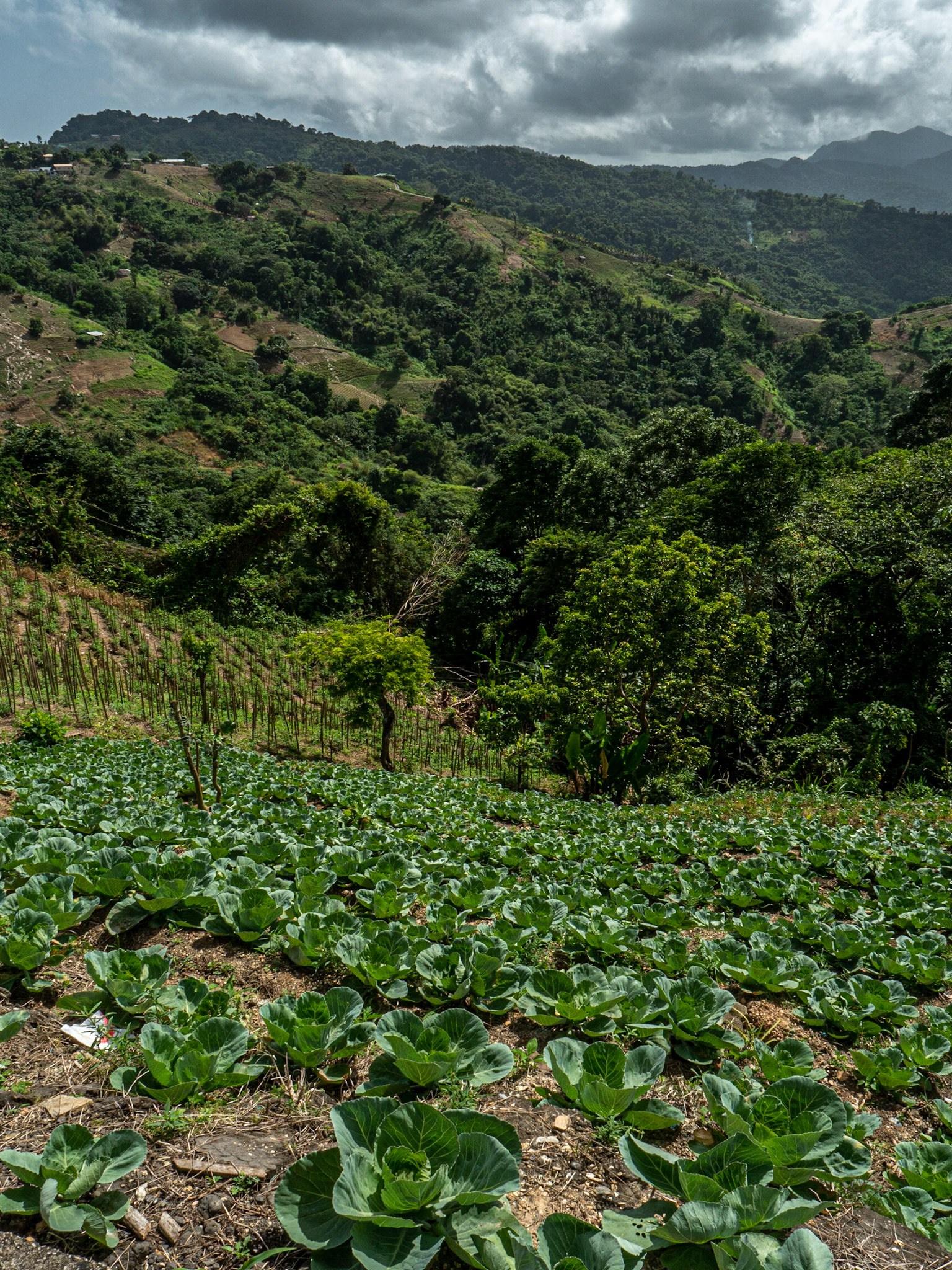 P1067706 Cabbage Garden on the hillside