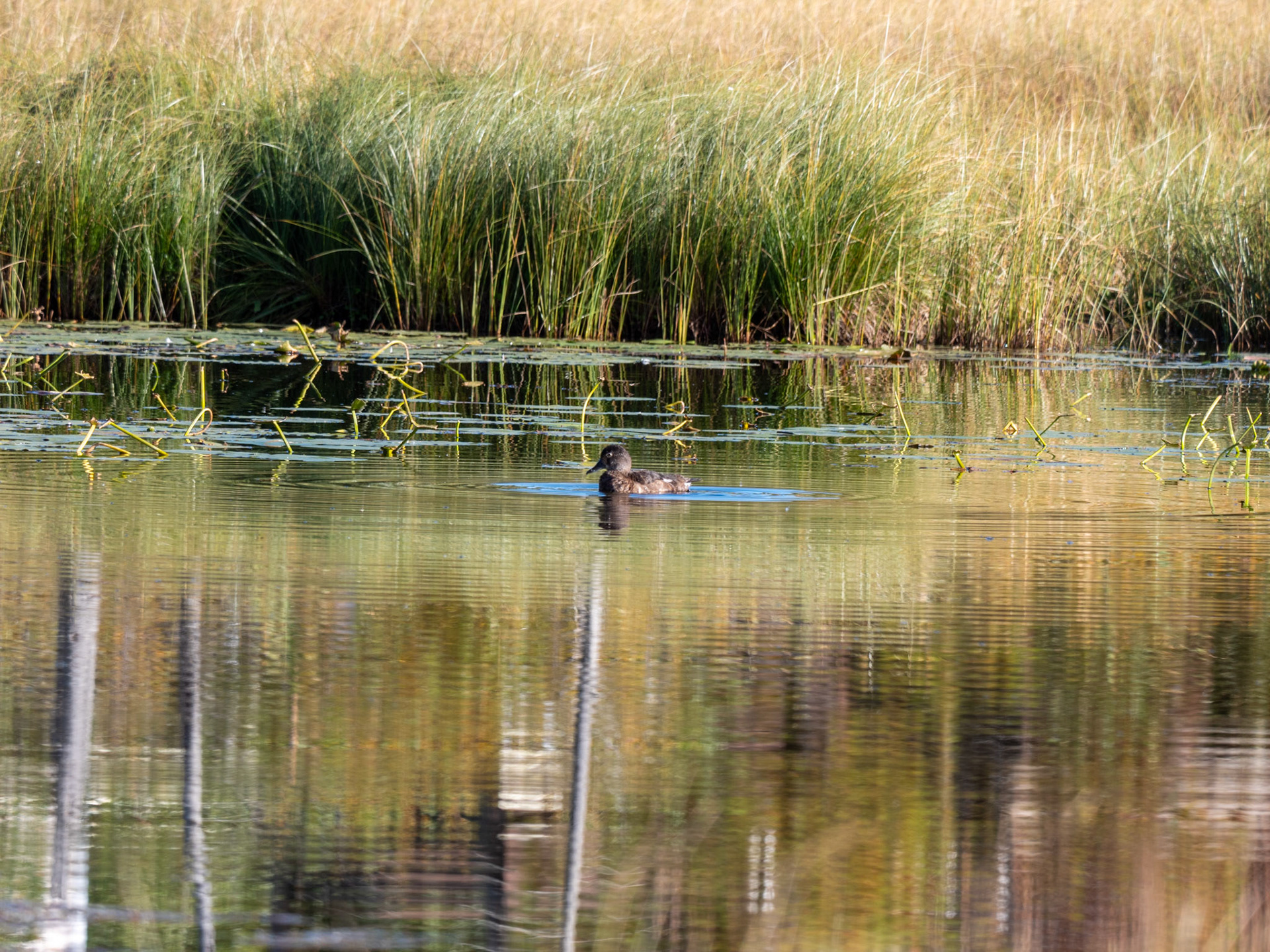 Beaver Boardwalk Hinton