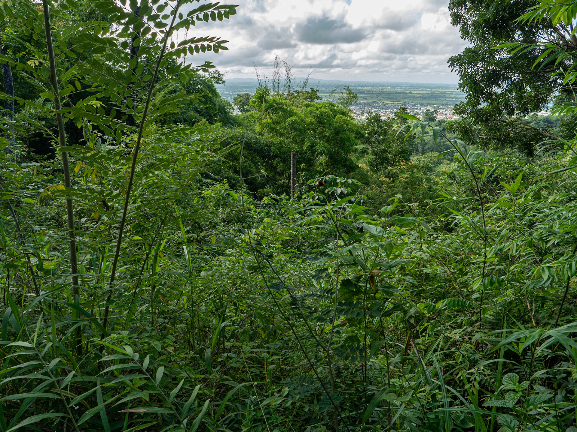 P1106703 Forested area with a distant view of the plains
