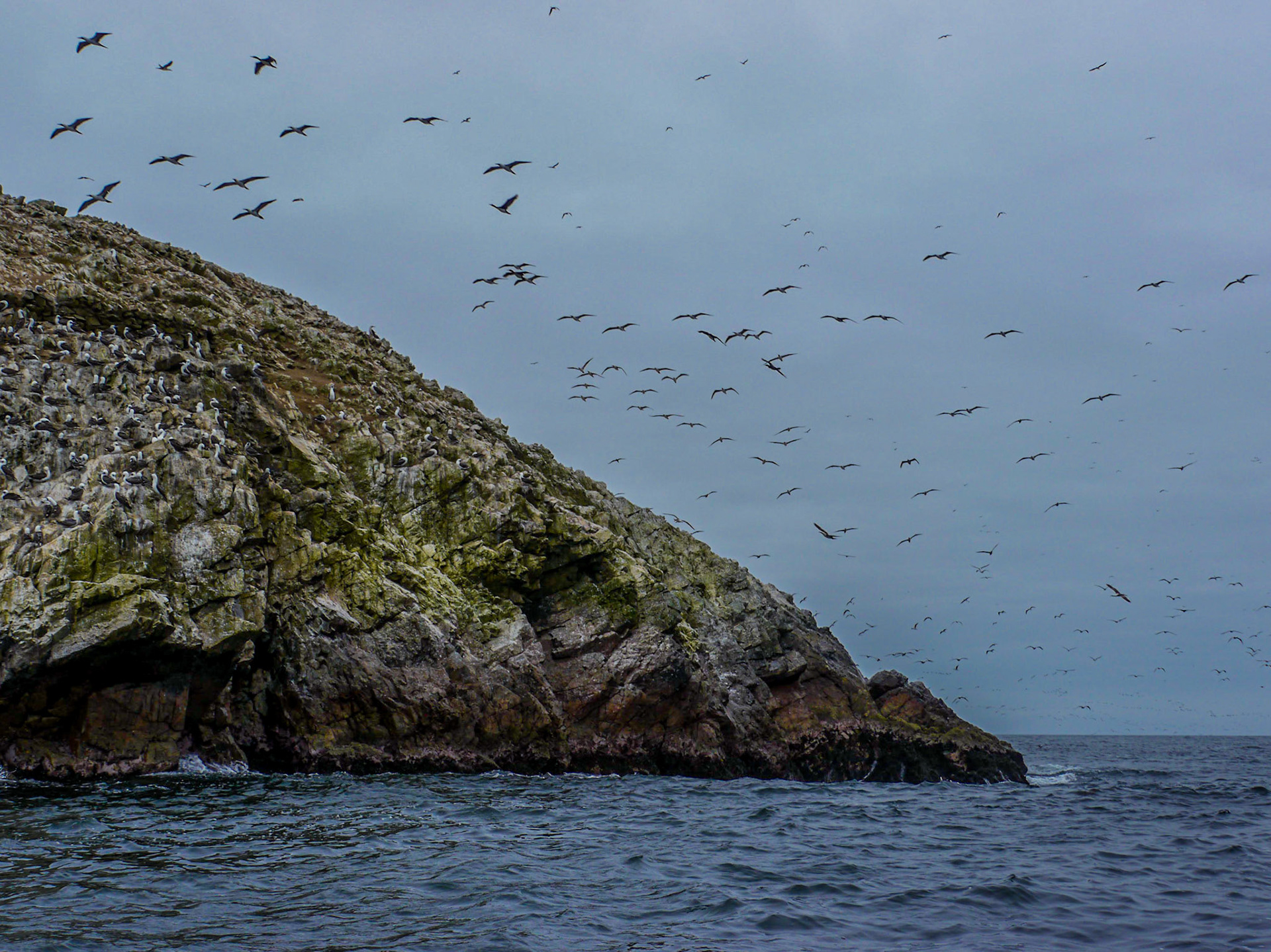 P1090580 Ballestas Islands