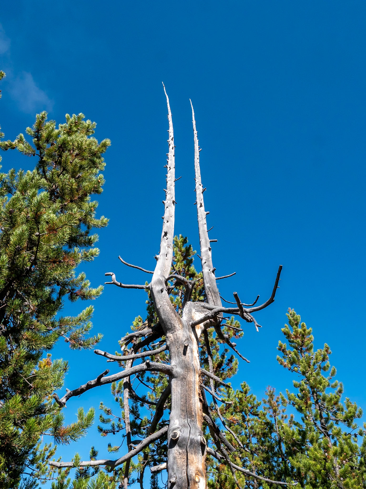 P1124526 Yellowstone National Park