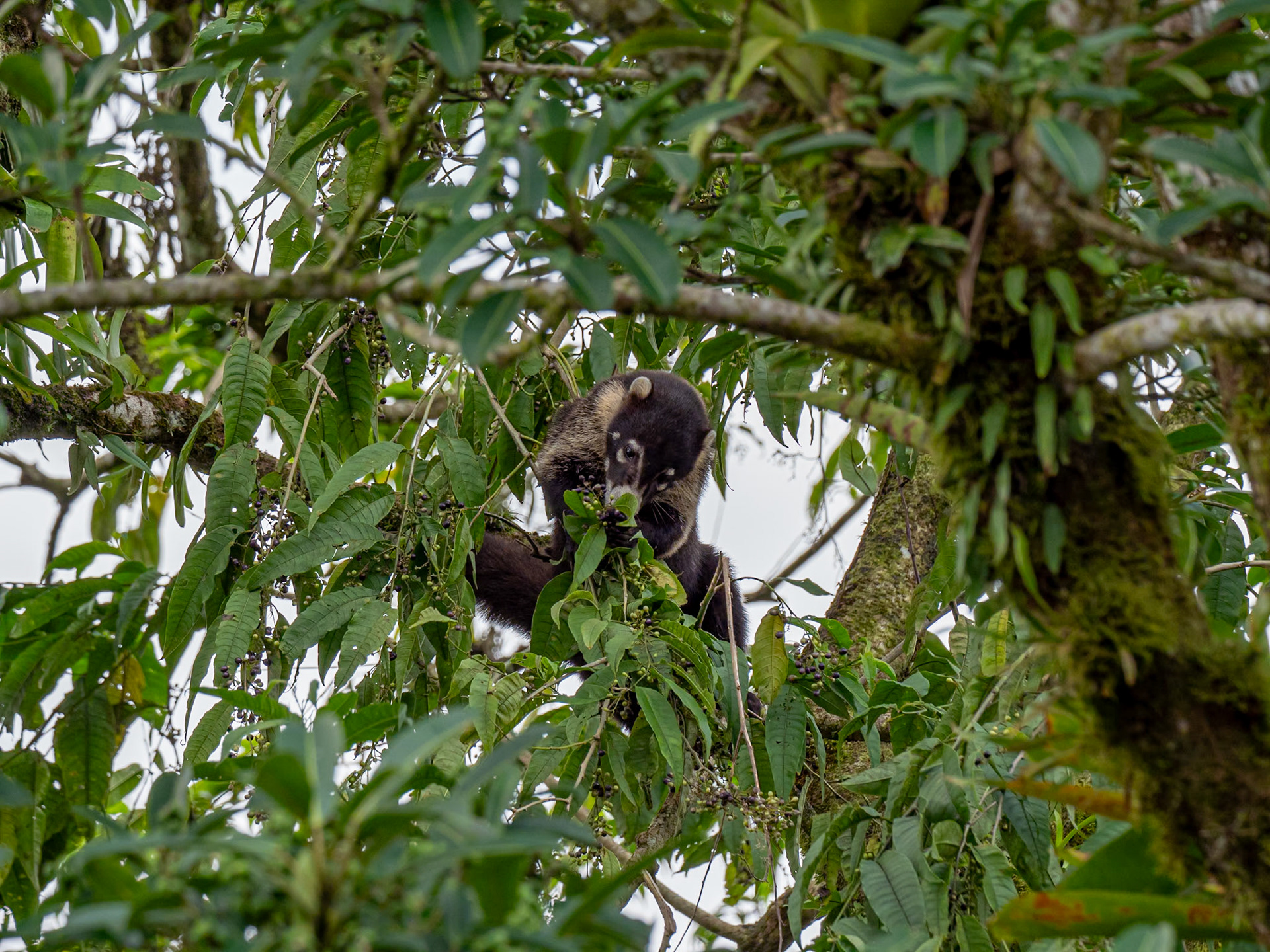 P1158253 They also climb trees