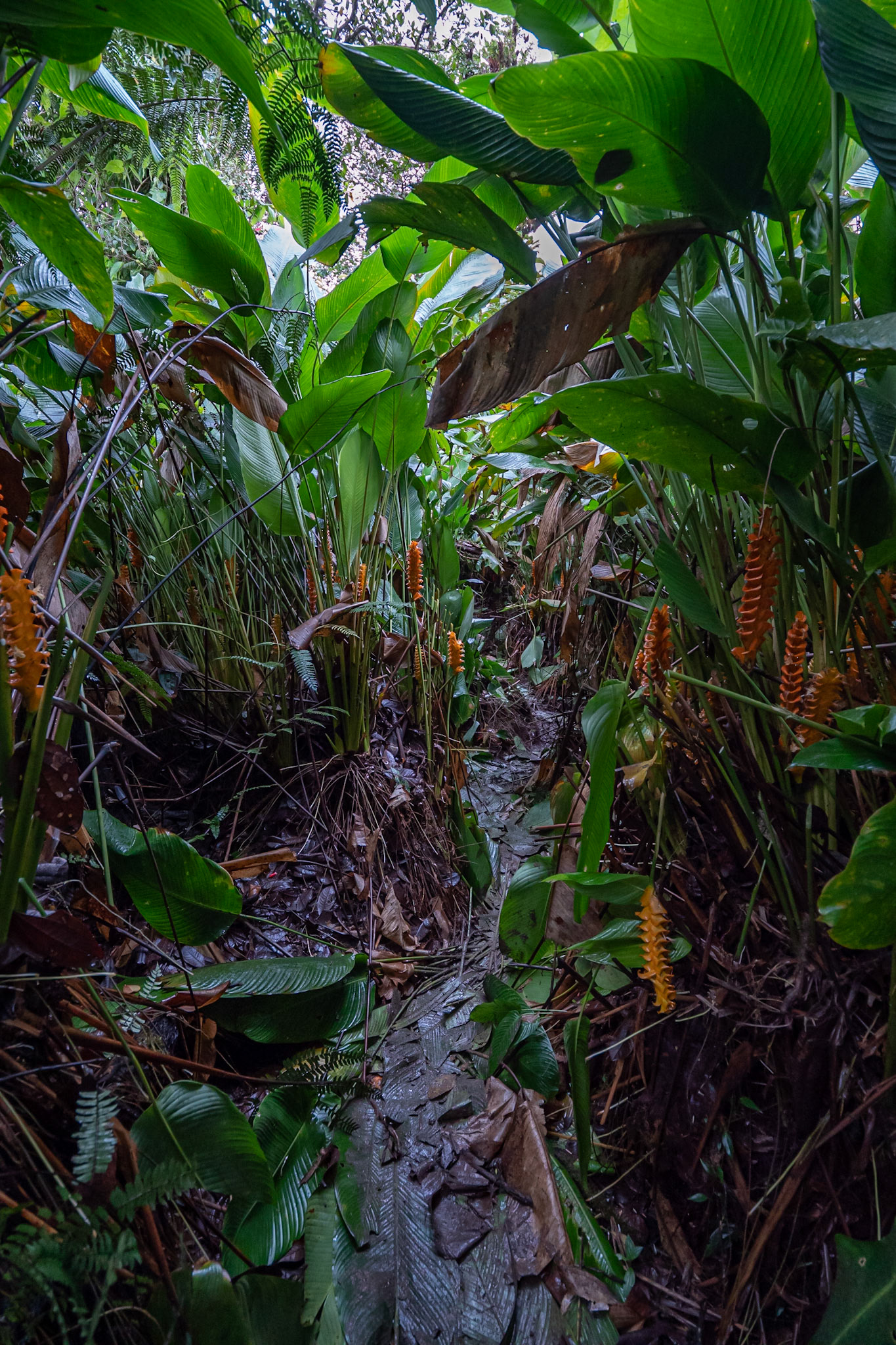 P1072598 Pathway through the lilies as we continue to the summit