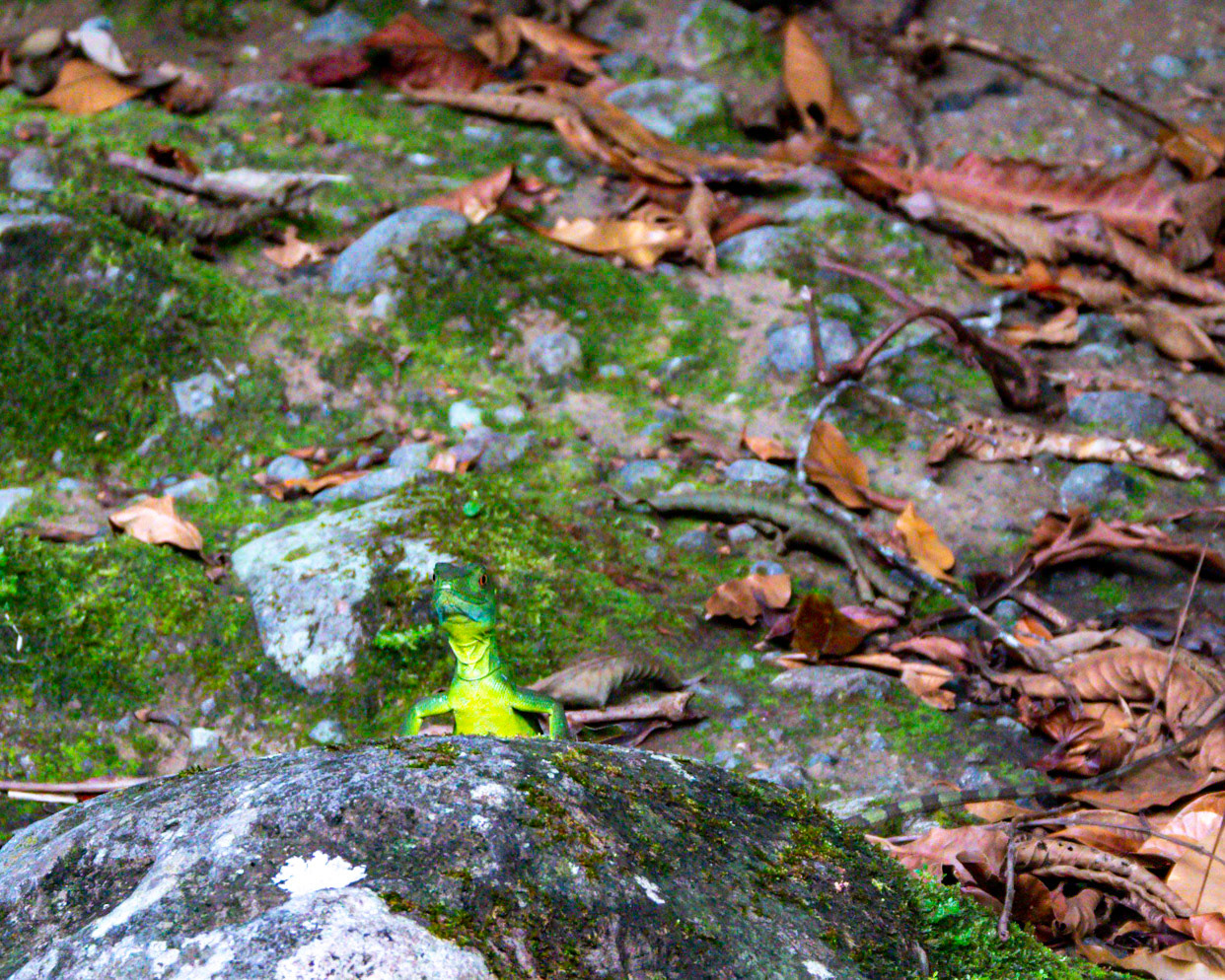 P1014241 La Fortuna - Peeping lizard