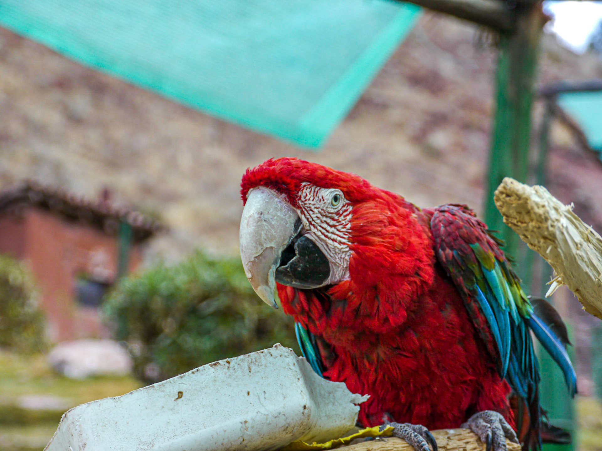P1090304 Qosqo Macaw