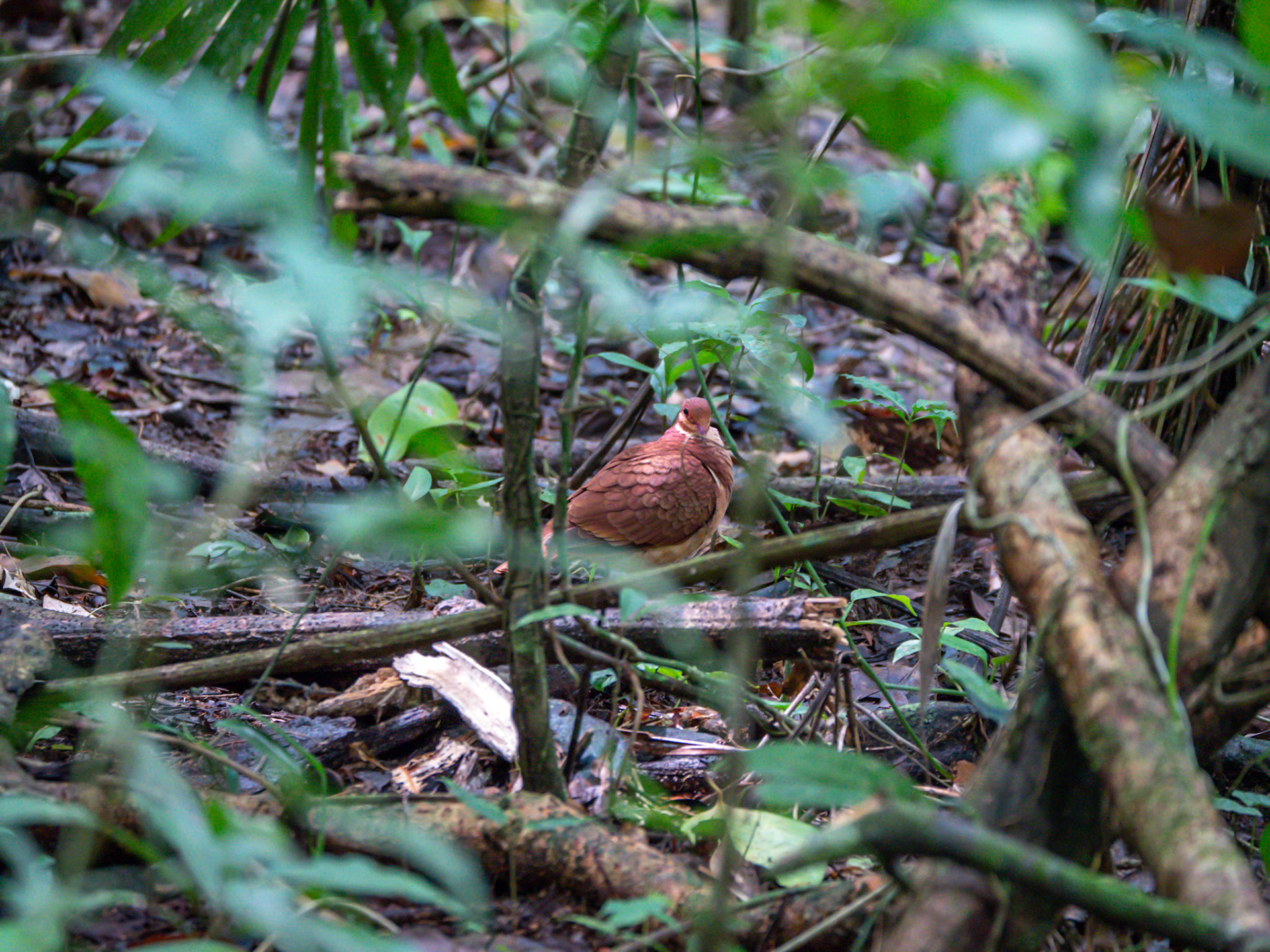 P1014206 Manuel Antonio National Park