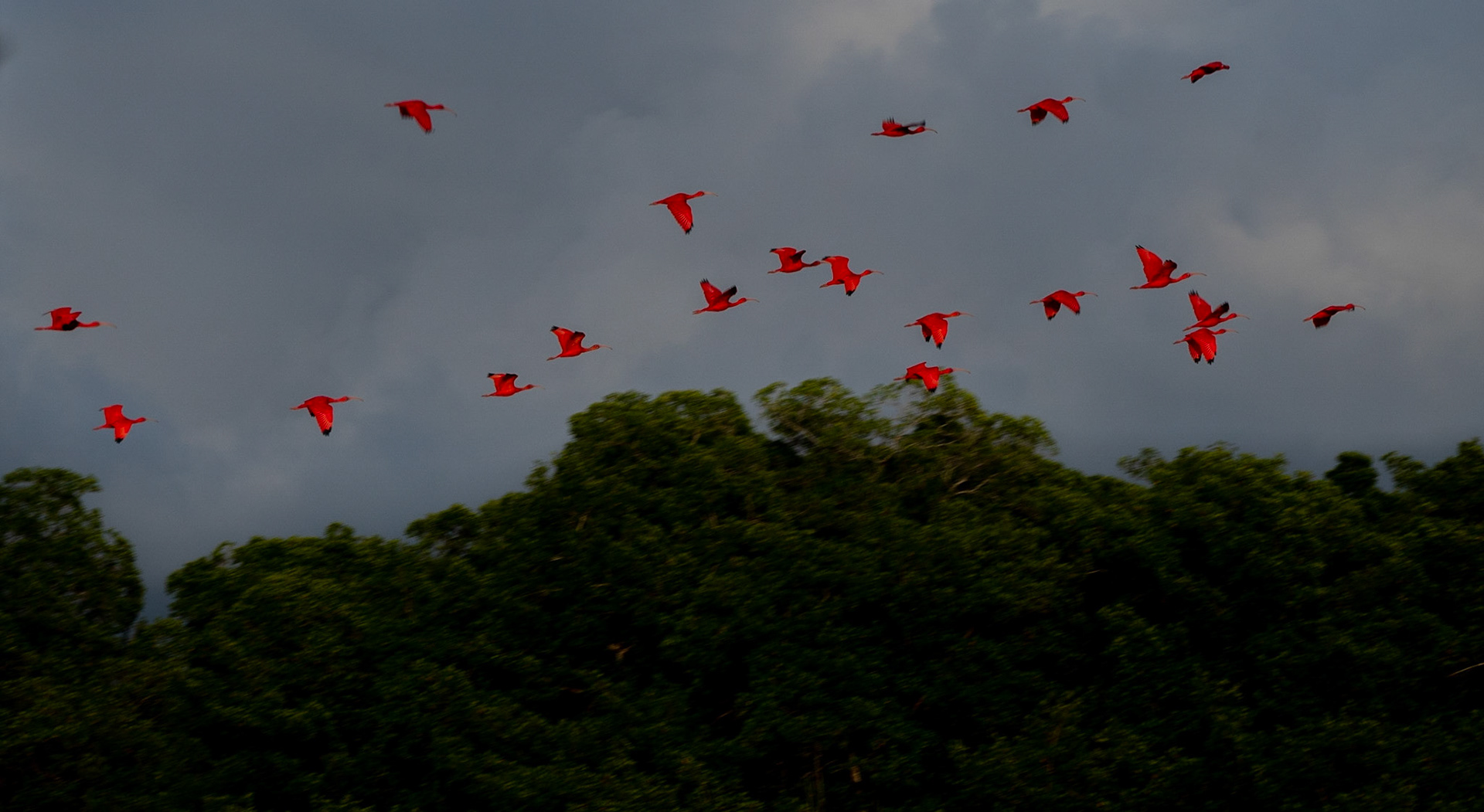 P1054604 Caroni Bird Santuary