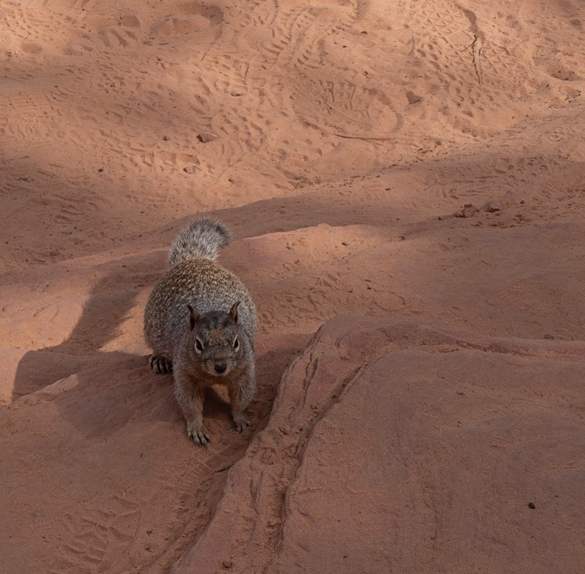 P1072810 A curious vistor, Mr. Squirrel