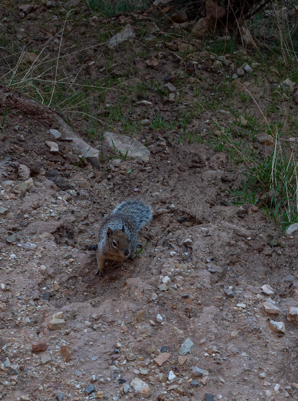 P1084542 Company along the way, a squirrel.